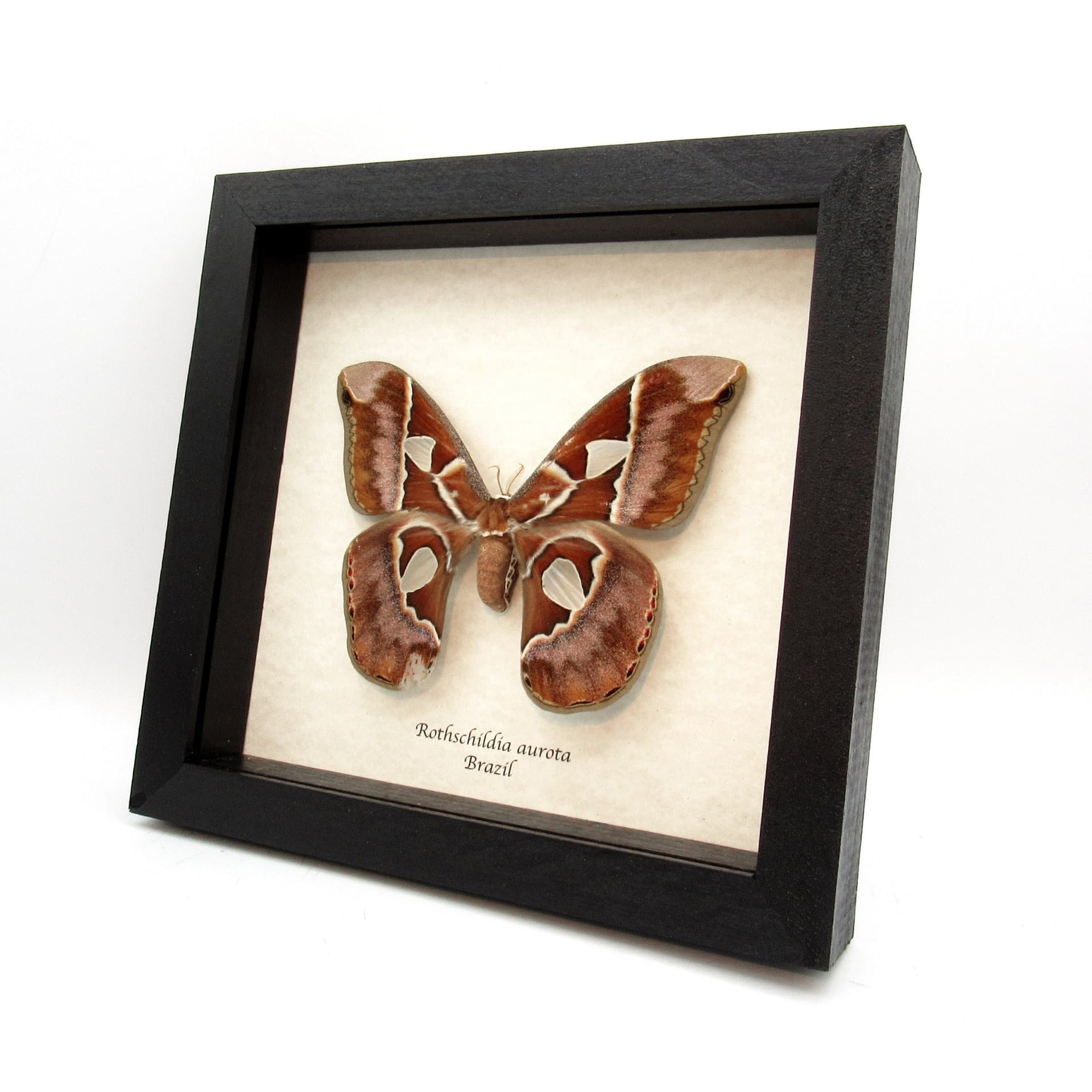 Rare XL Rothschildia Saturn moth framed taxidermy - Rothschildia aurota - female - minor damage
