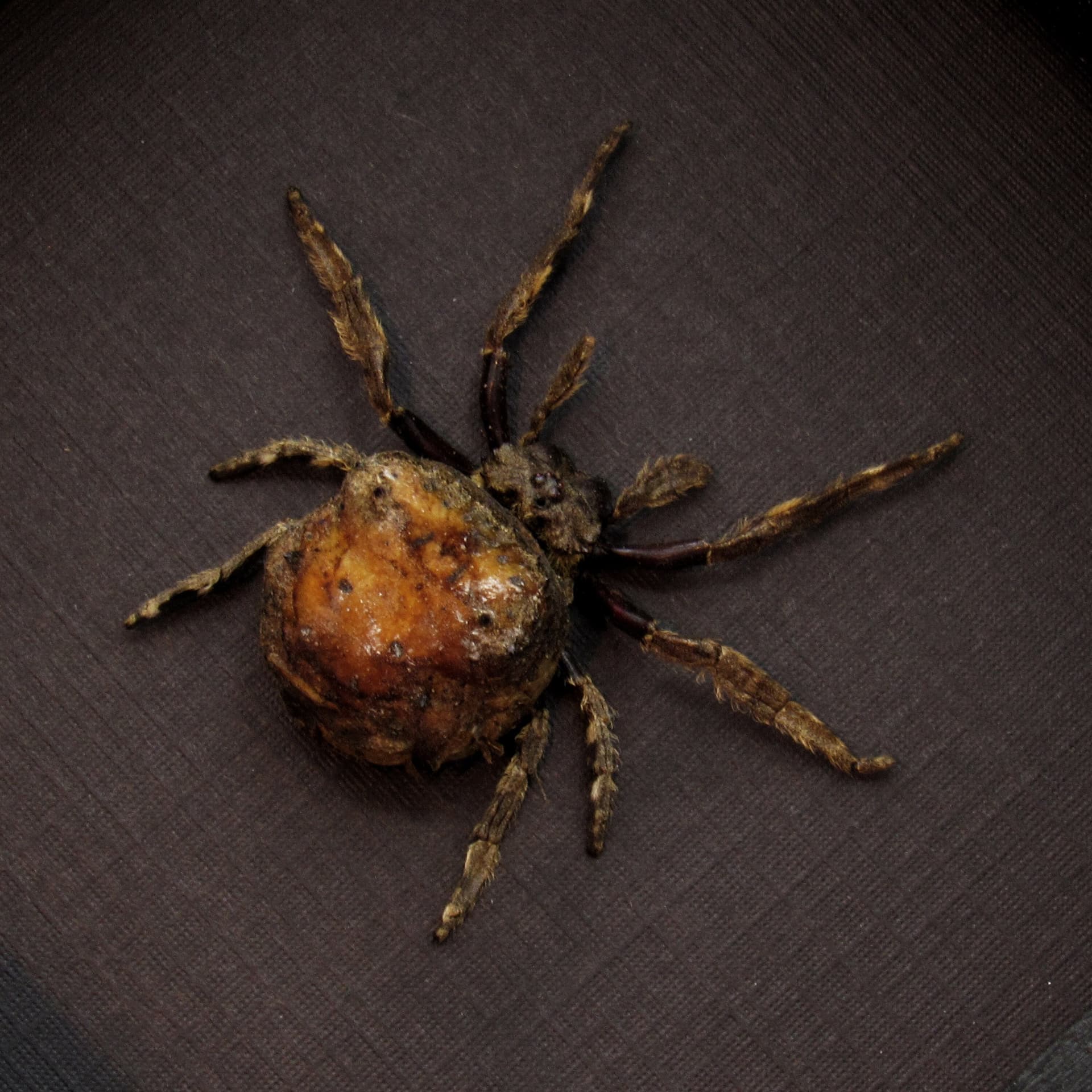 Real Orb Weaver spider framed taxidermy - Poltys illepidus