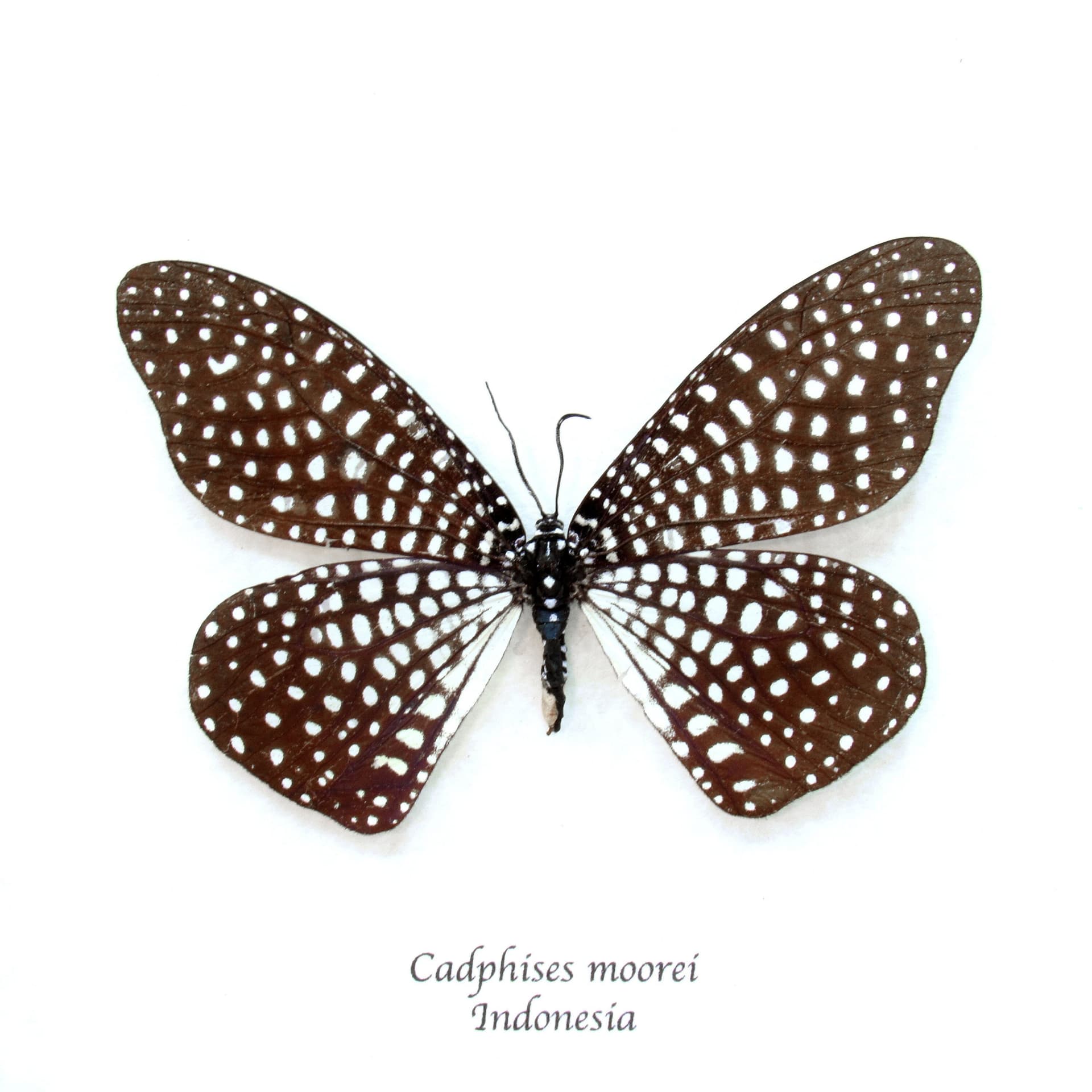 Rare Day Flying moth framed taxidermy - Cadphises moorei - large female