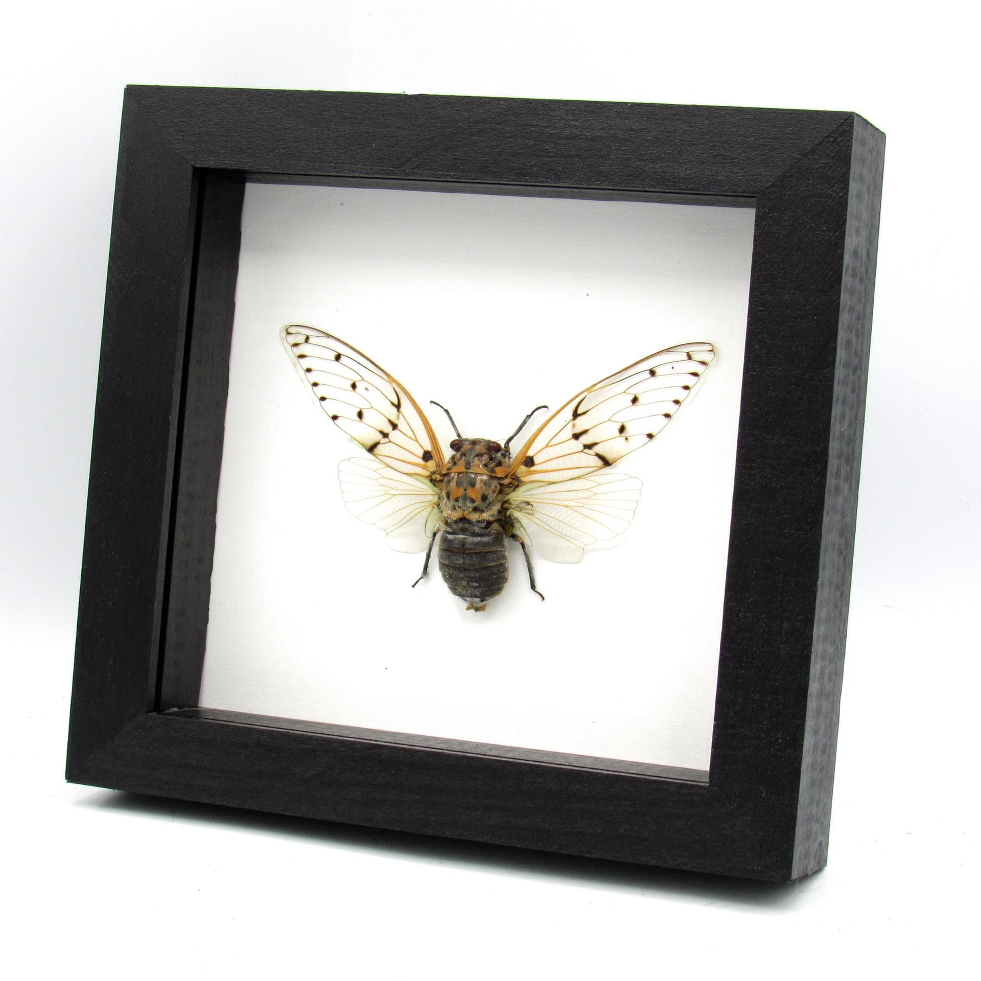 Real Ghost Cicada framed taxidermy - Ayuthia spectabile
