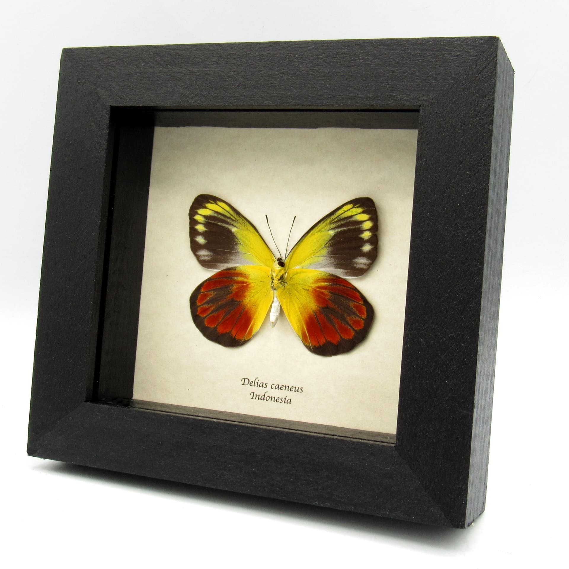 Real red Delias butterfly framed taxidermy - Delias caeneus - female