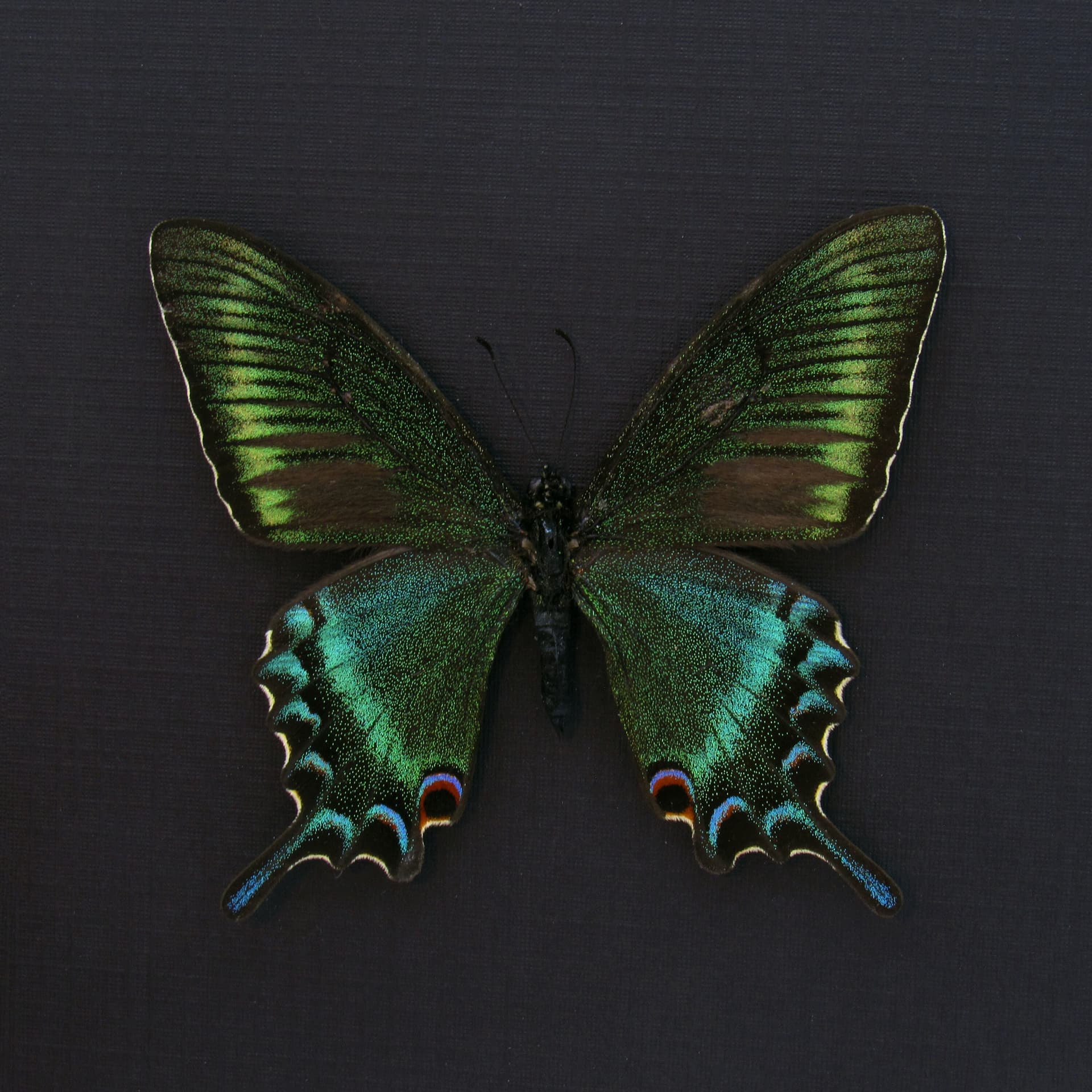 Real Alpine Black Swallowtail framed taxidermy - Papilio maackii - spring form