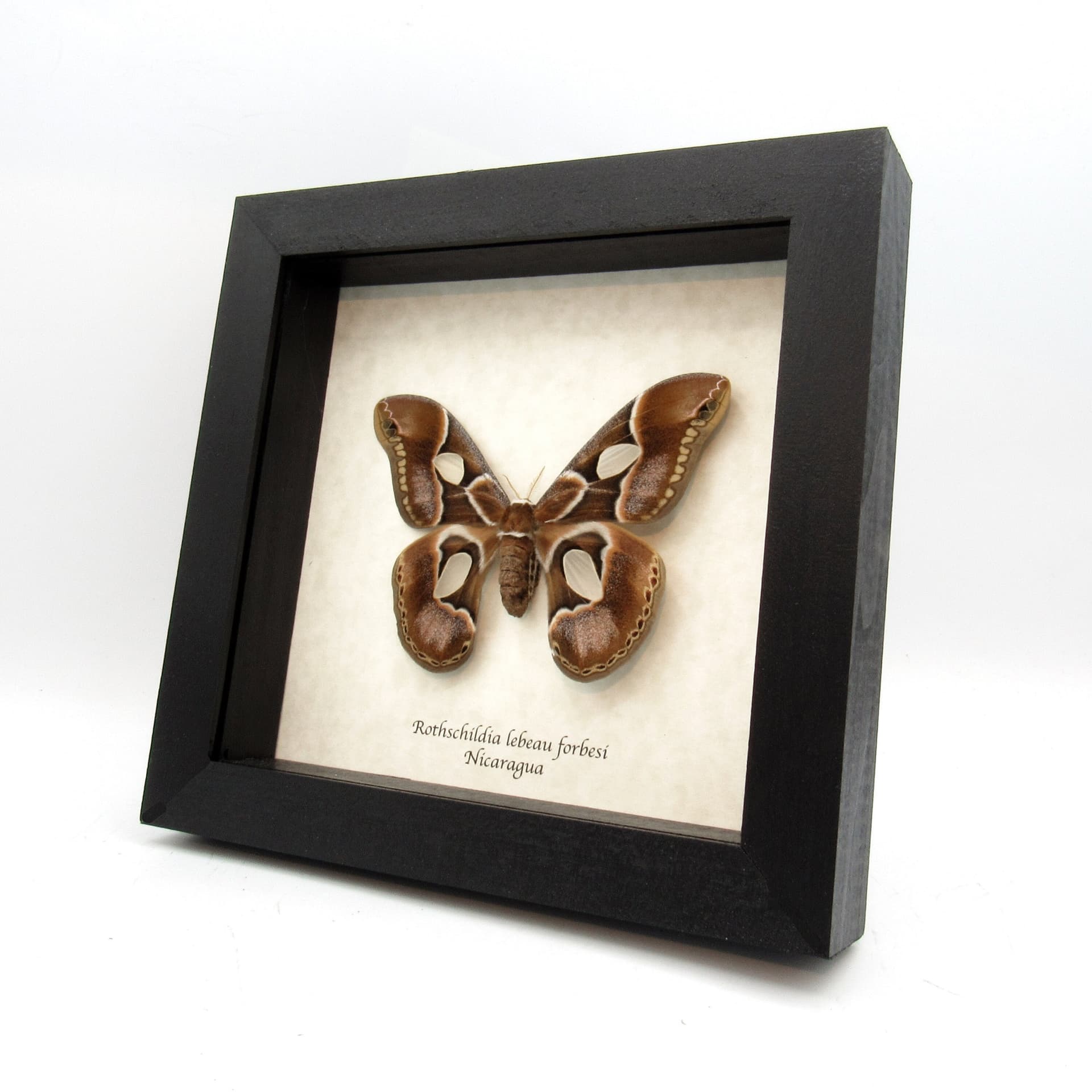 Real Saturn moth framed taxidermy - Rothschildia lebeau forbesi - female