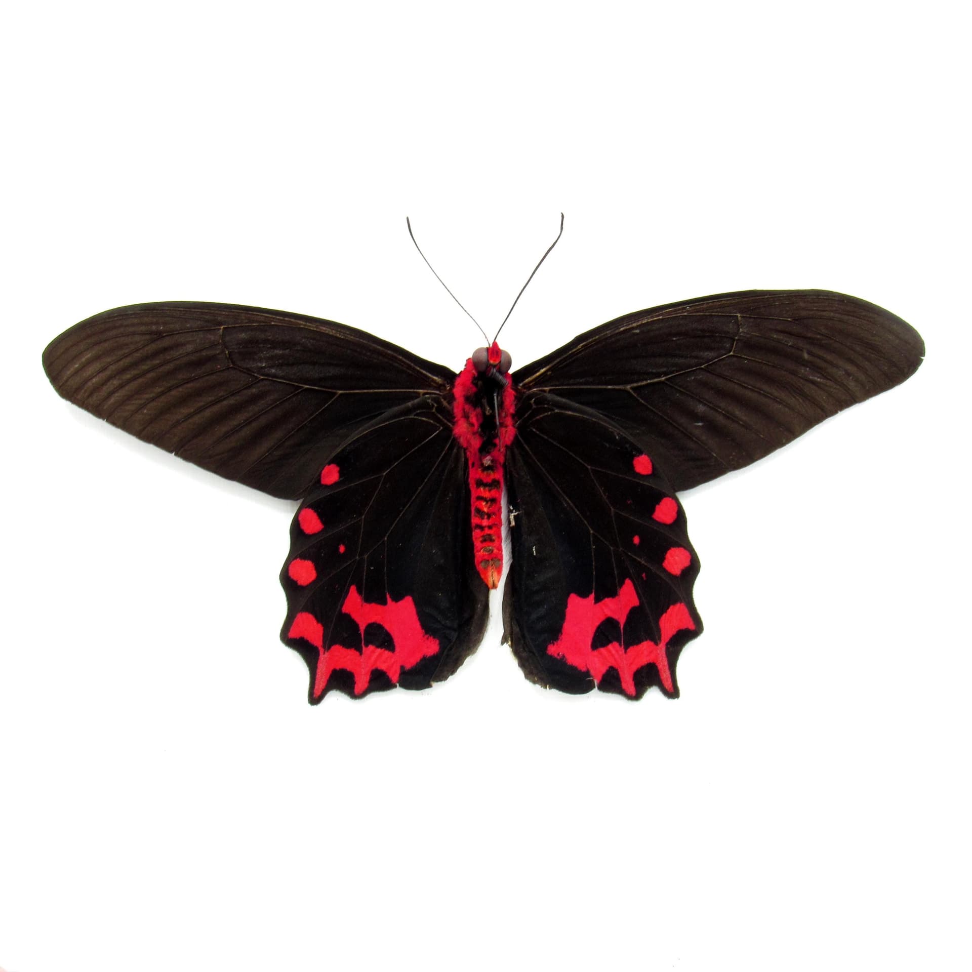 Real Vampire butterfly framed taxidermy - Atrophaneura semperi albofasciata - Victorian mount