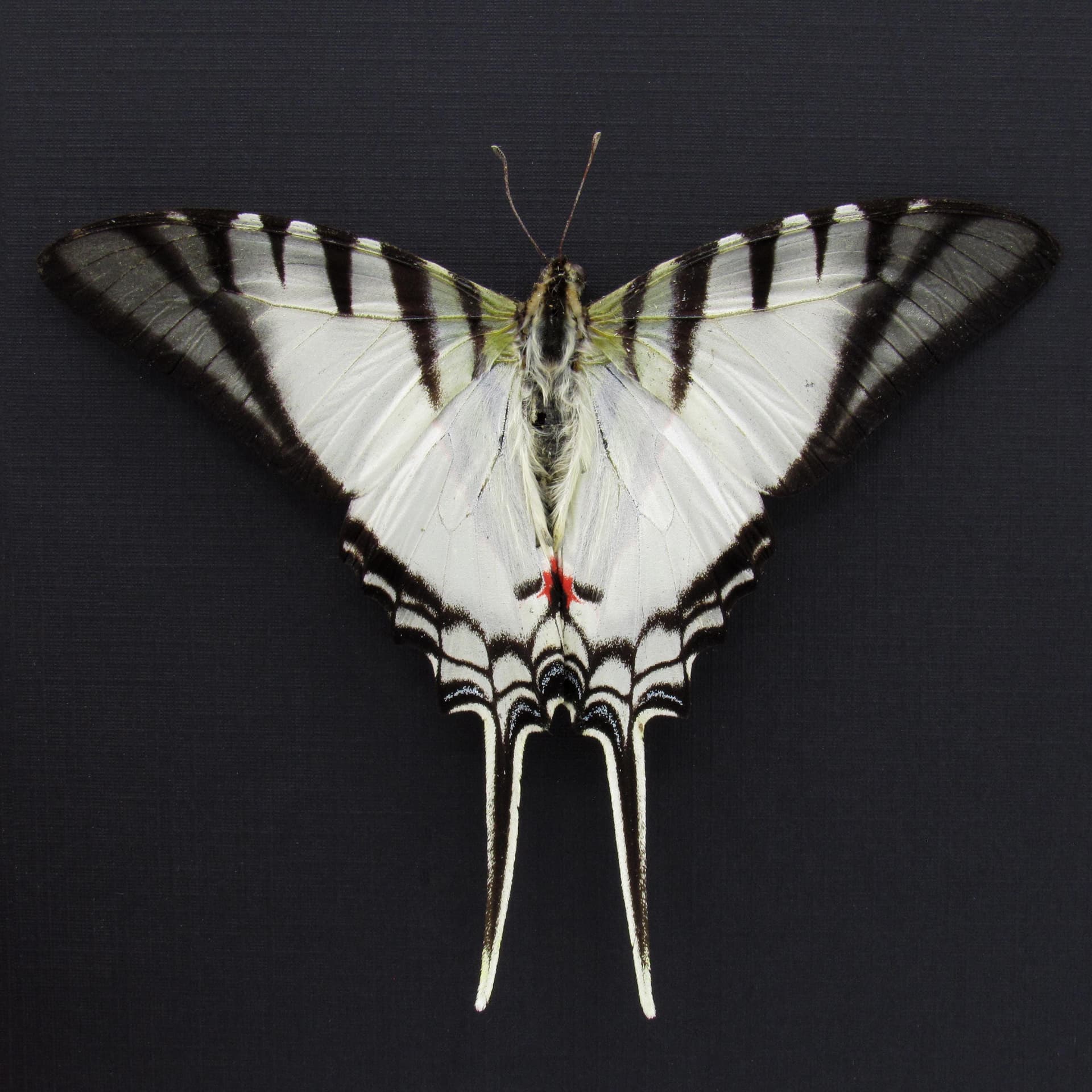 Real Zebra Swallowtail butterfly framed taxidermy - Eurytides protesilaus - Victorian mount - 2