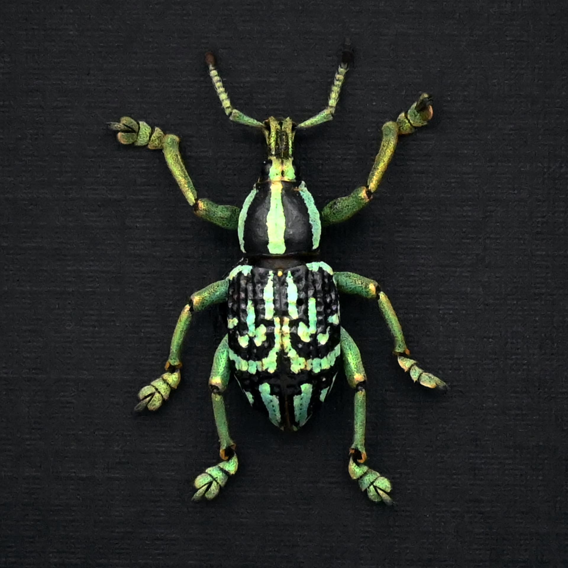 Rare glitter Weevil framed taxidermy - Eupholus browni