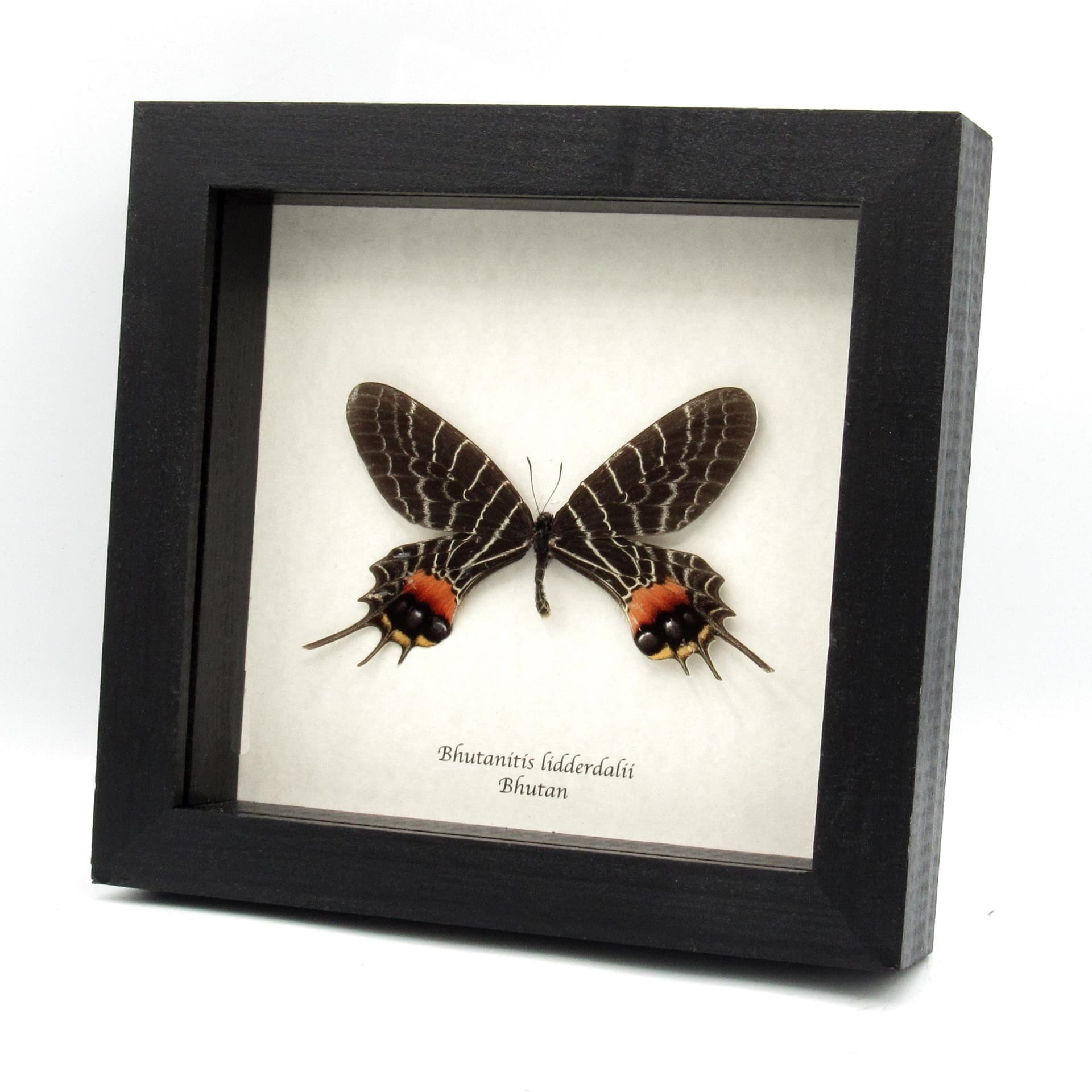 World rarity real Bhutan Glory Swallowtail butterfly framed taxidermy - Bhutanitis lidderdalii - large example