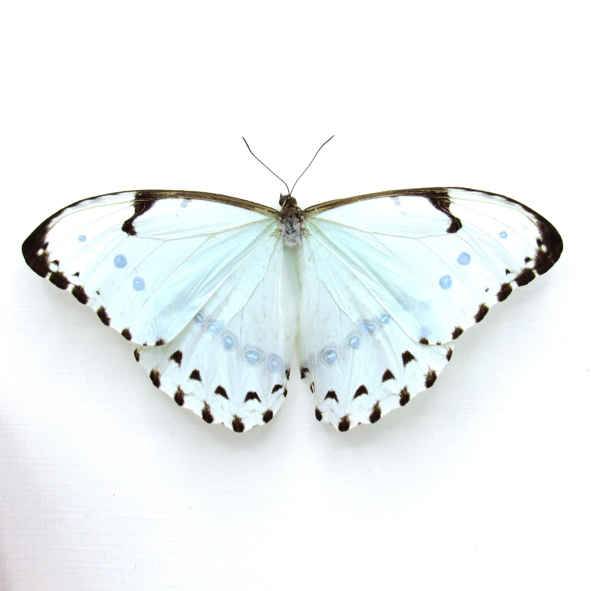 Real XL pale green opalescent butterfly framed taxidermy - Morpho catenaria - Victorian mount