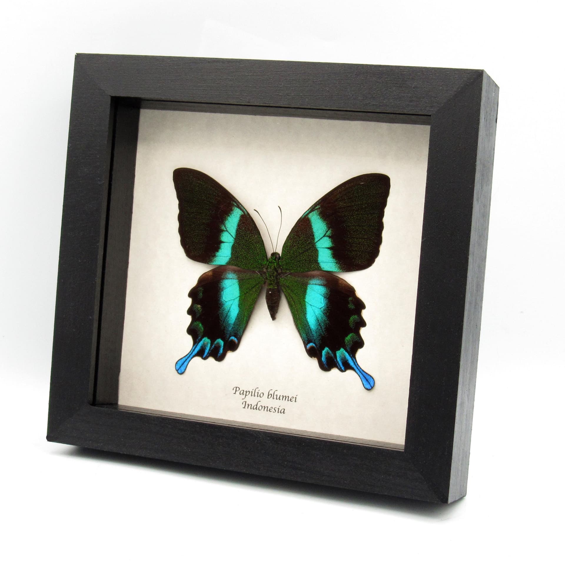 XL female Peacock Swallowtail butterfly framed taxidermy - Papilio blumei