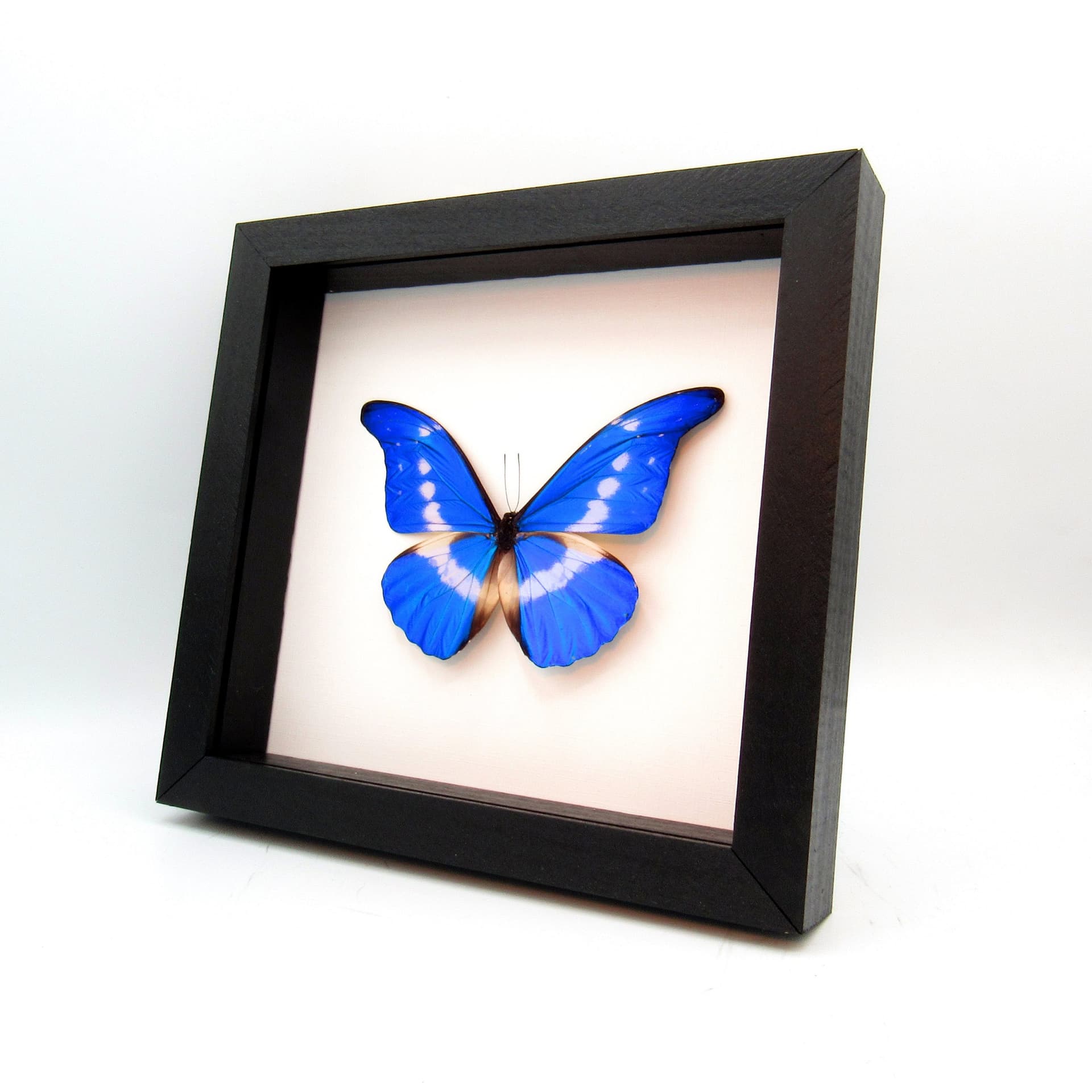 Real XL metallic blue Morpho butterfly framed taxidermy - Morpho rhetenor helena