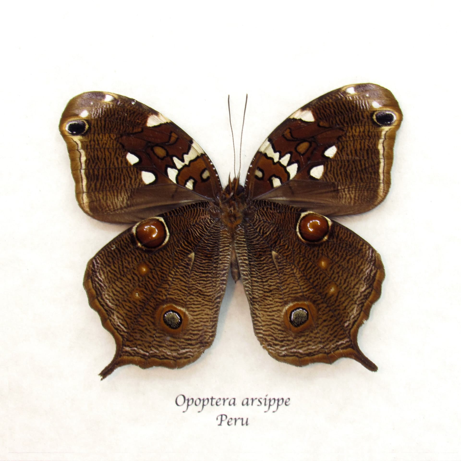 Real Brown Nymph butterfly framed taxidermy - Opoptera arsippe