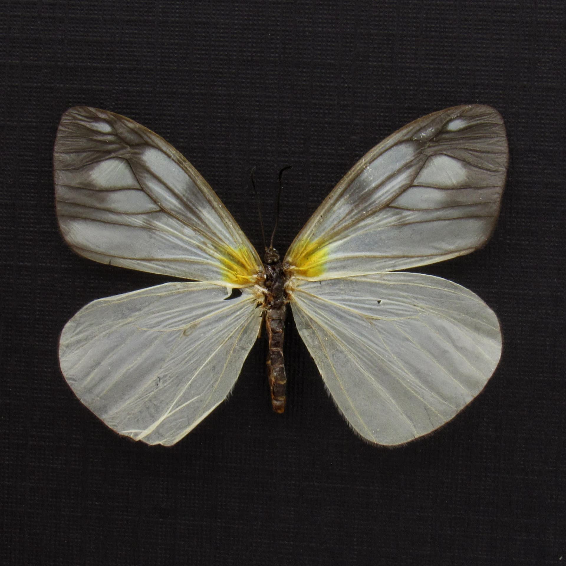 Real clear wing moth framed taxidermy - Zygaenidae species