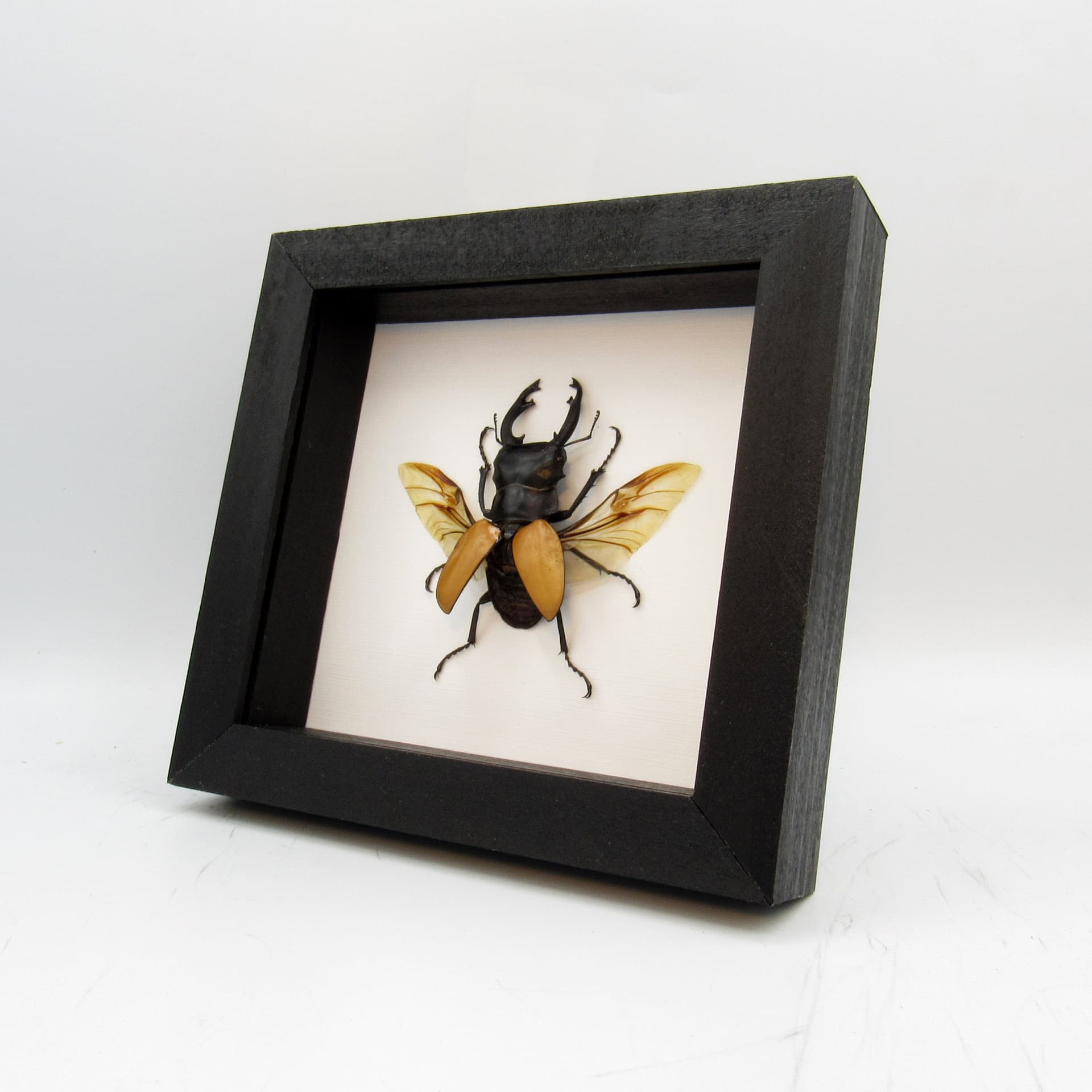 Real Stag Beetle framed taxidermy - Odontolabis mouhoti elegans