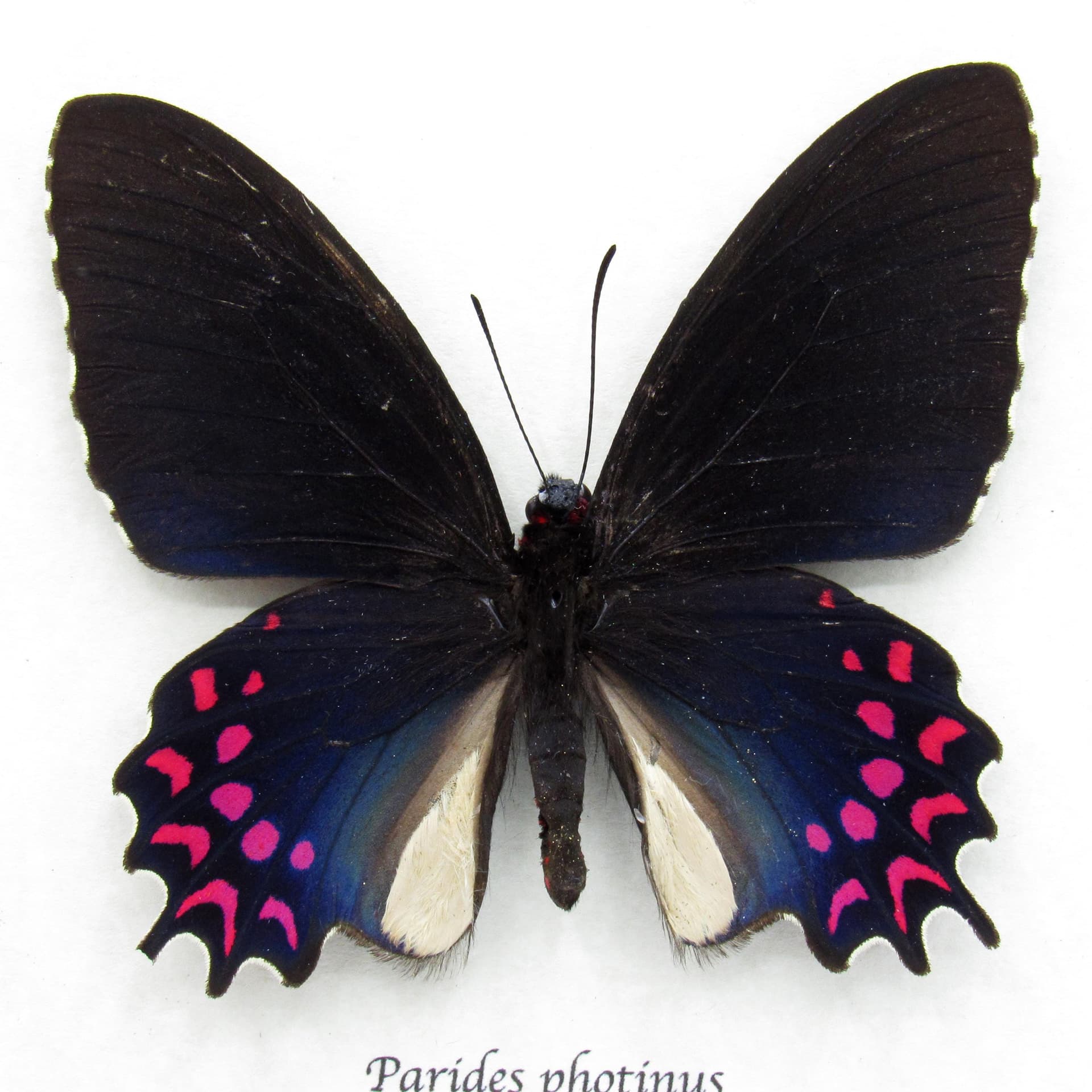 Rare iridescent framed Cattleheart butterfly taxidermy - Parides photinus