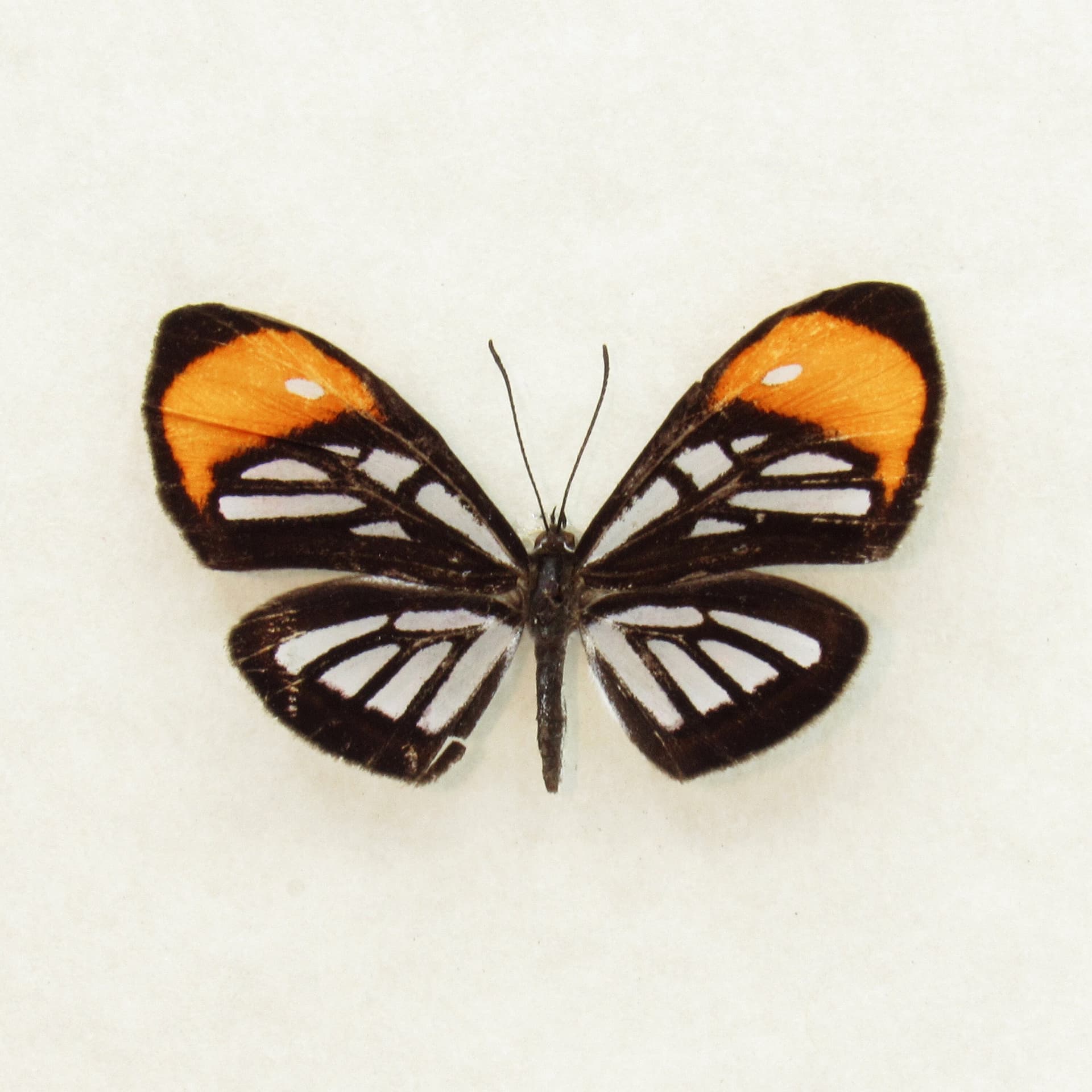 Real Glass Wing mimic butterfly framed taxidermy - Ithomiola floralis - female