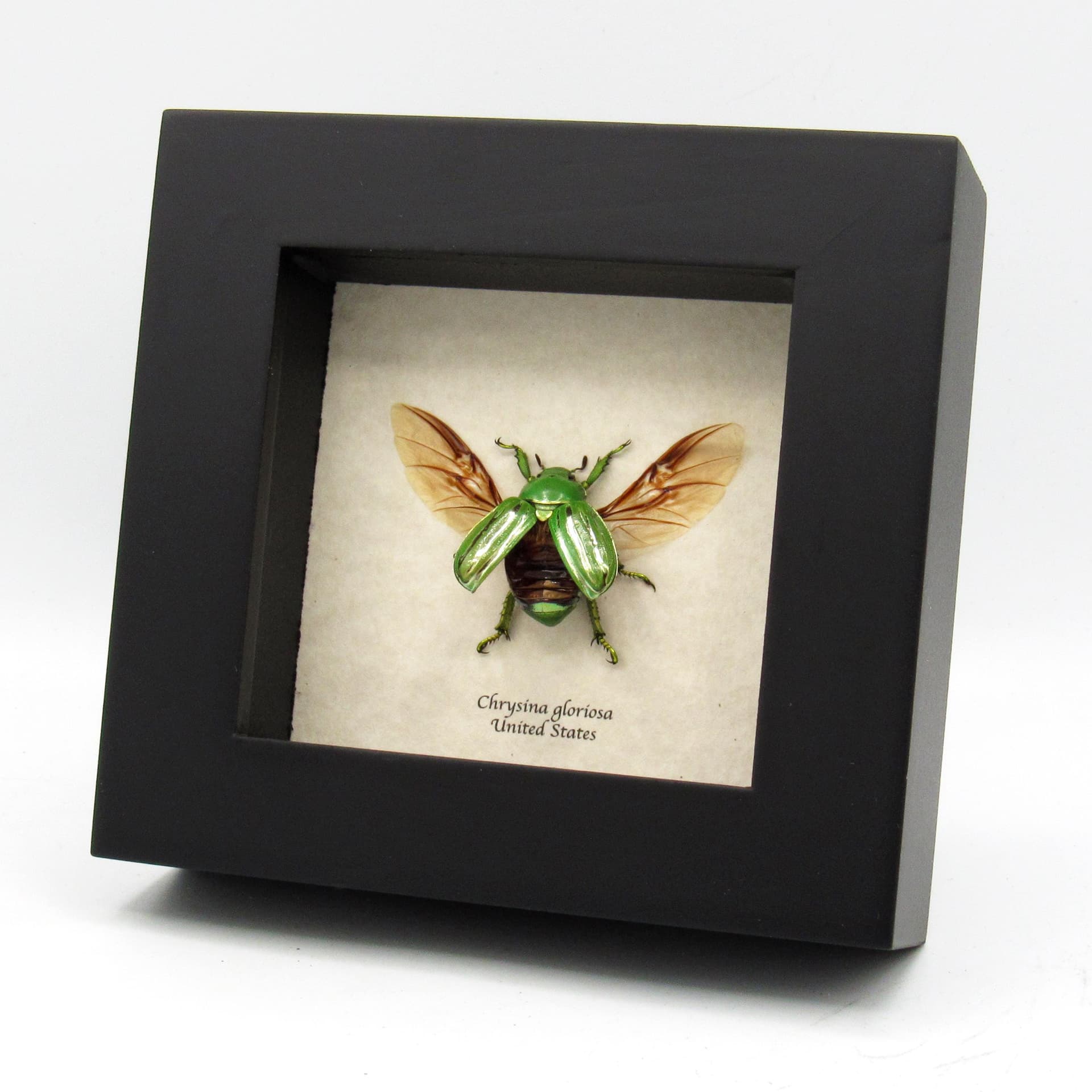 Real metallic gold Jewel beetle framed taxidermy - Chrysina gloriosa