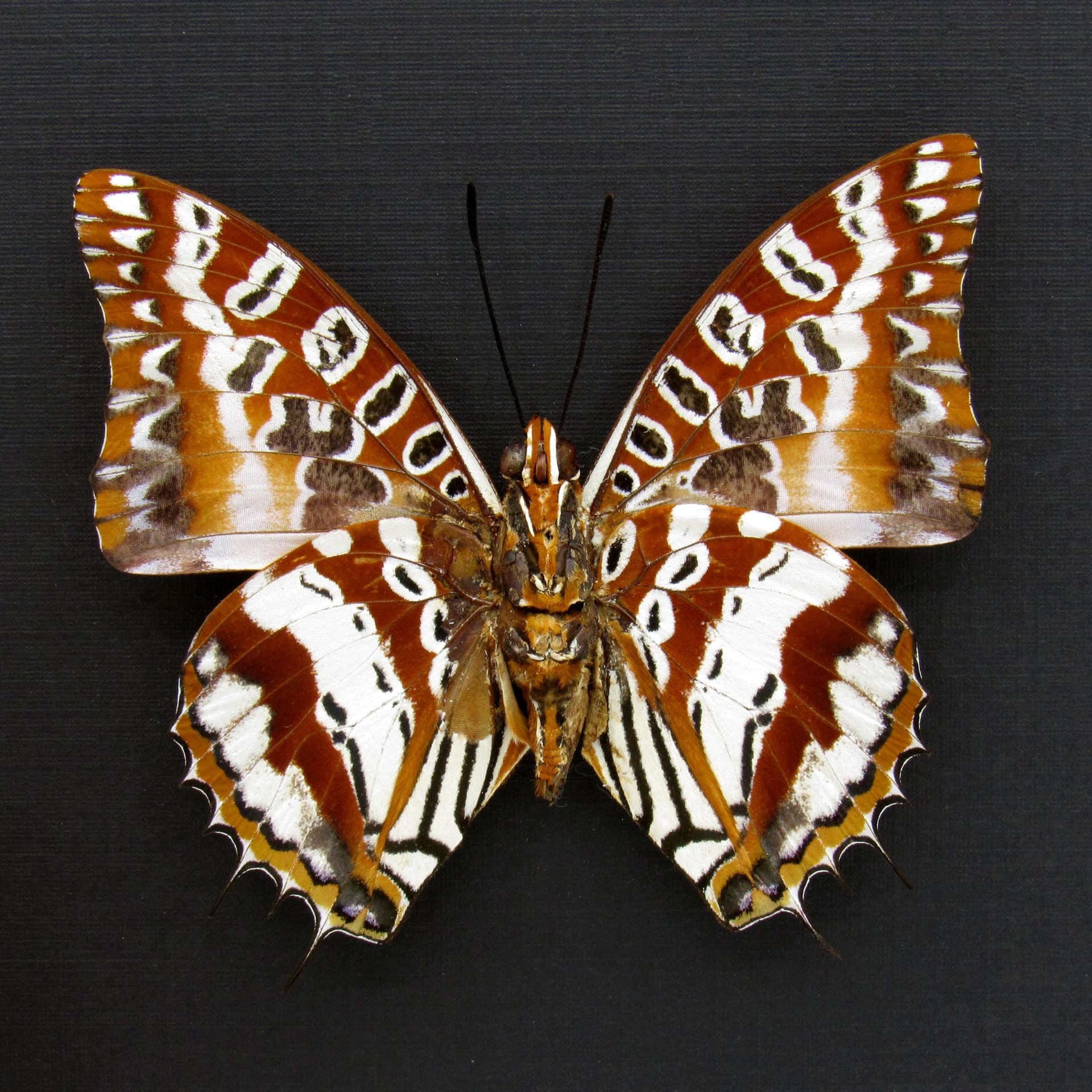 Very rare silver Charaxes butterfly framed taxidermy - Charaxes andranodorus - minor damage