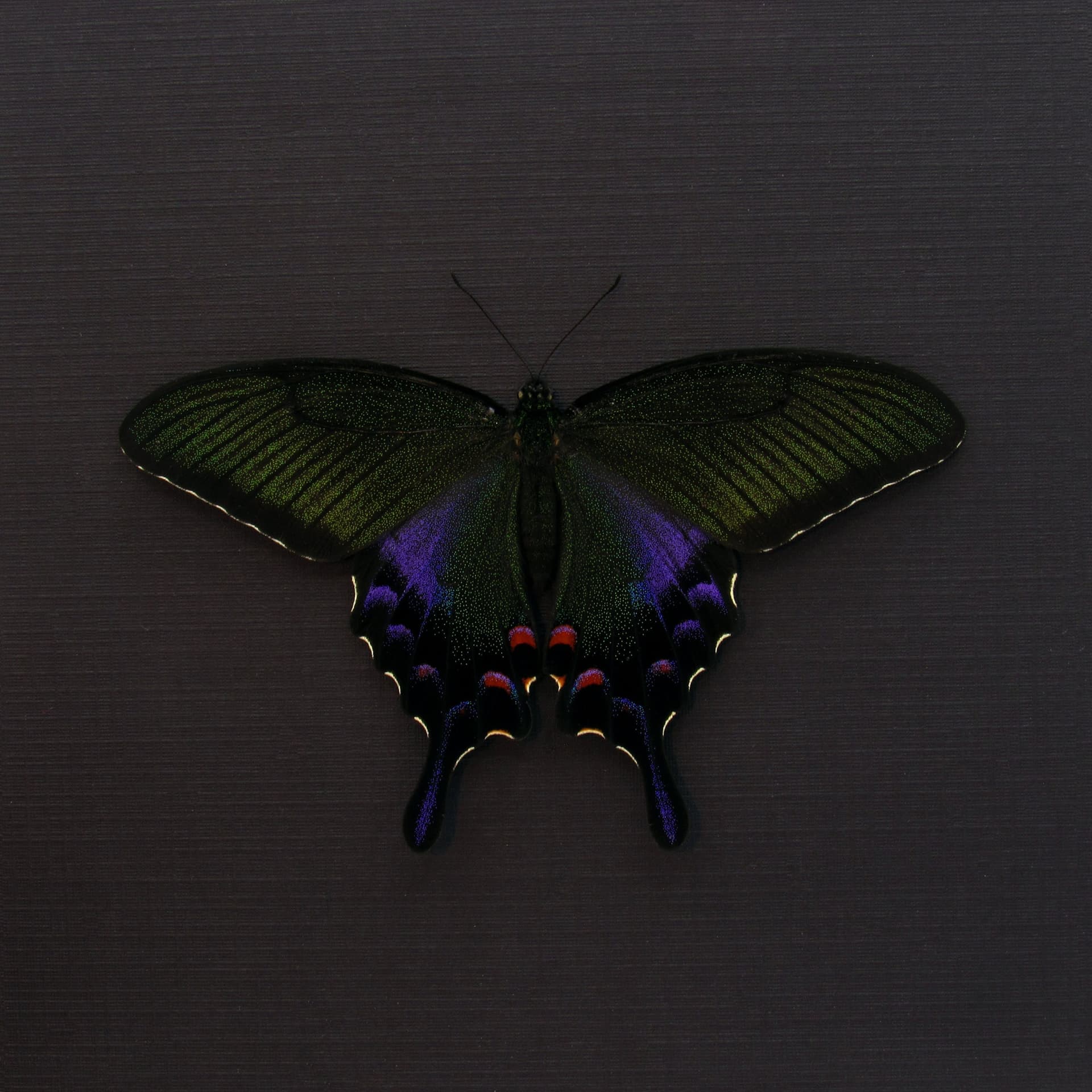 Rare black Peacock butterfly framed taxidermy - Papilio bianor dehaani - female - Spring form - Victorian mount