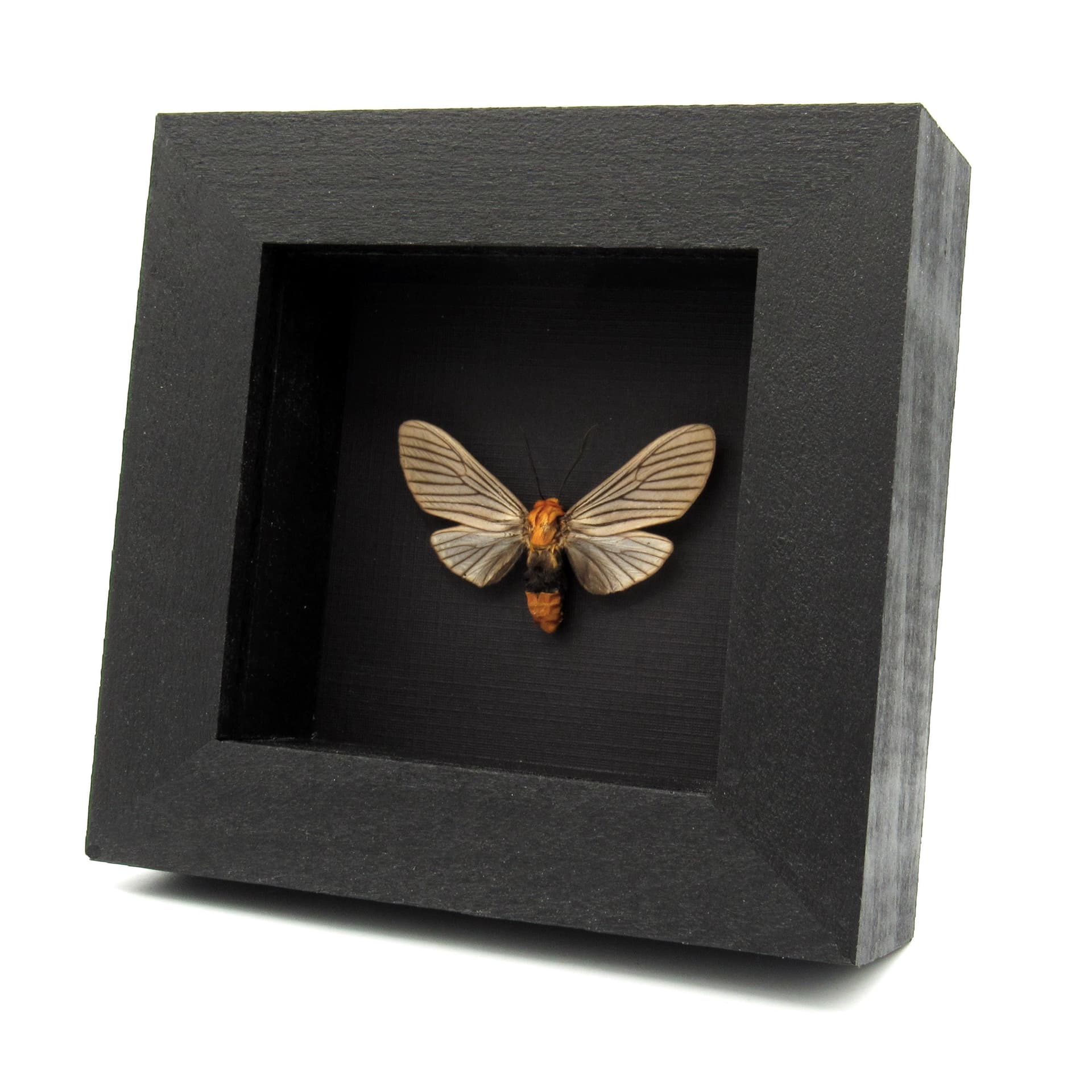 Real pale pink Arctiid moth framed taxidermy - Arctiidae species