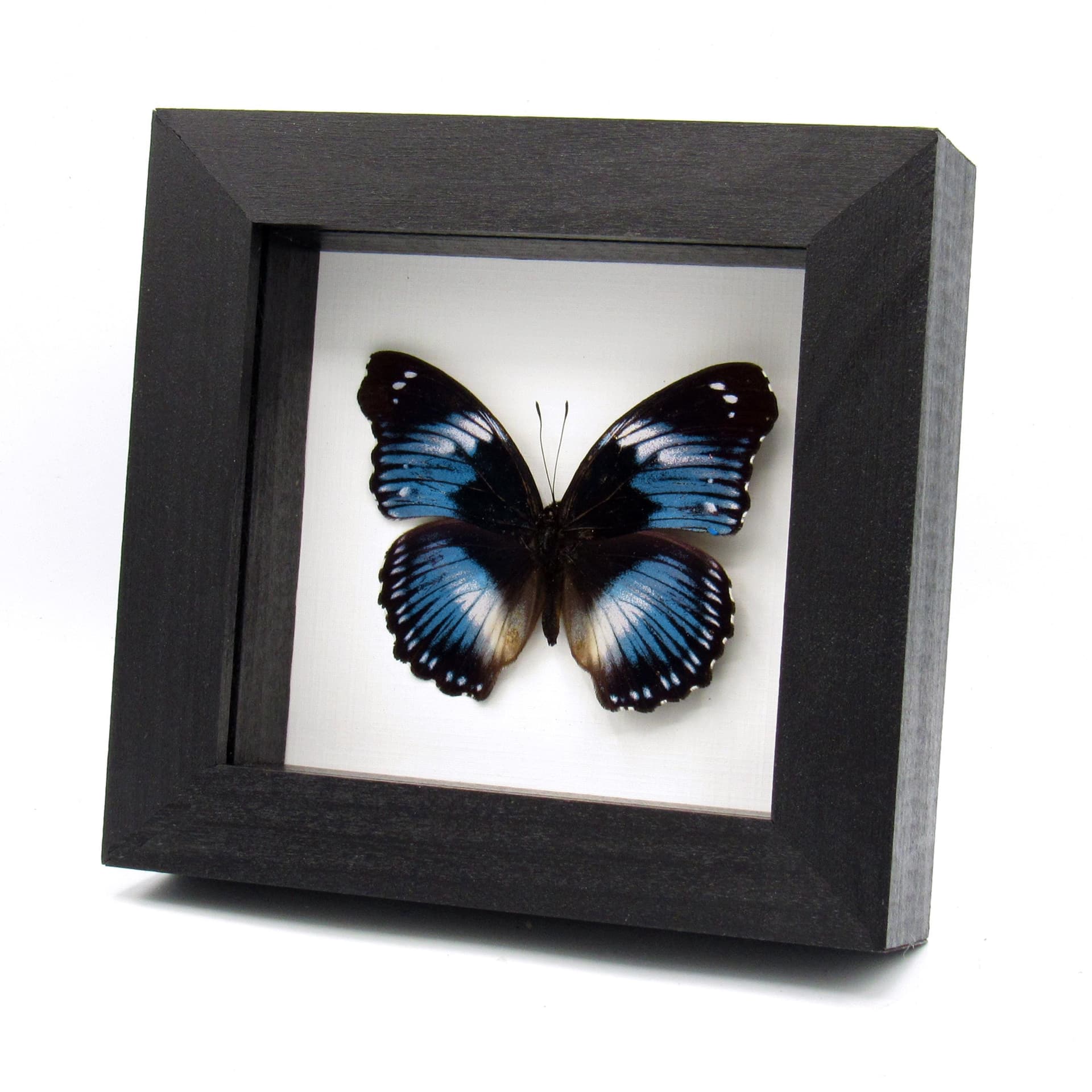 Real violet Blue Diadem butterfly framed taxidermy - Hypolimnas salmacis