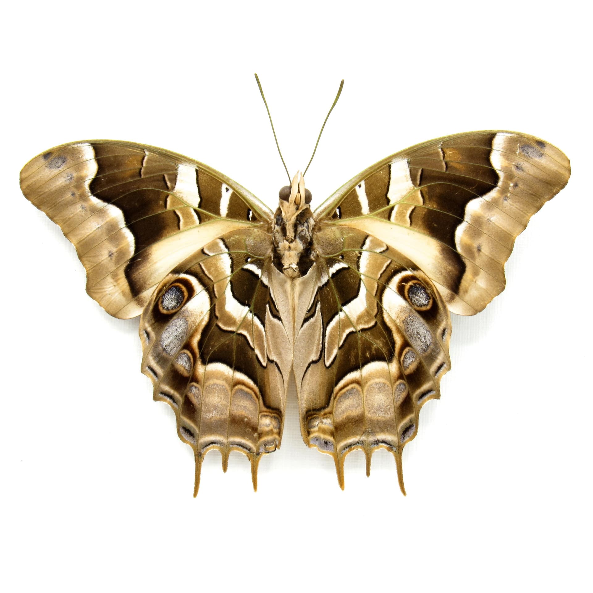 Real butterfly framed taxidermy - Charaxes analava - Victorian mount
