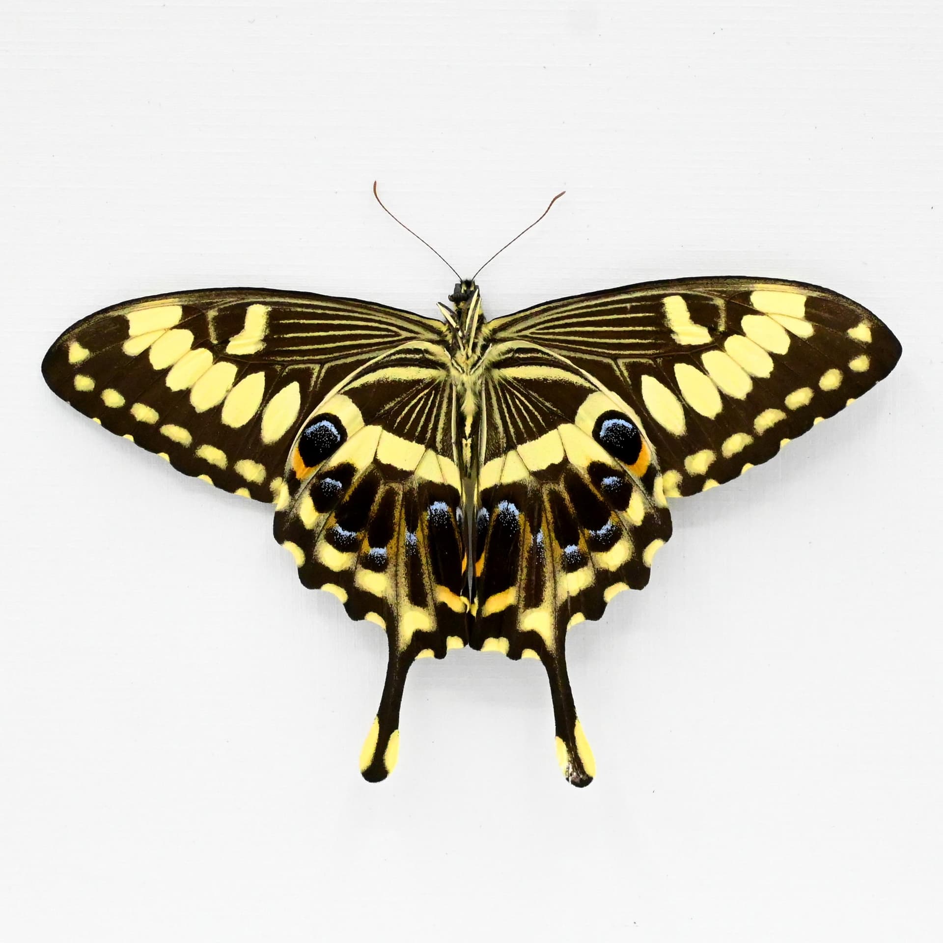 Real Giant Emperor Swallowtail butterfly framed taxidermy - Papilio ophidicephalus - Victorian mount