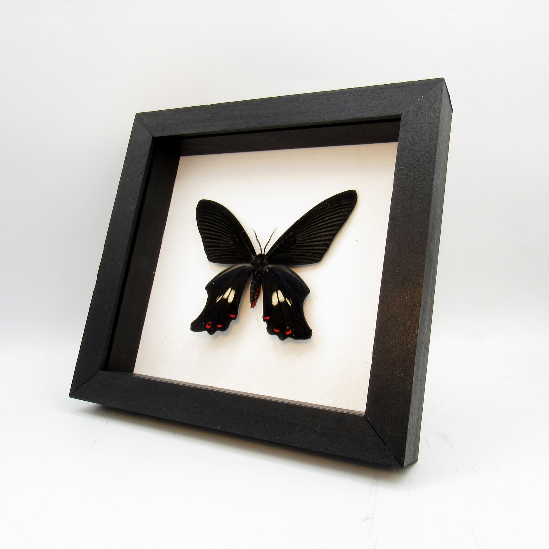 Rare moth framed taxidermy - Epicopeia polydora - Butterfly mimic
