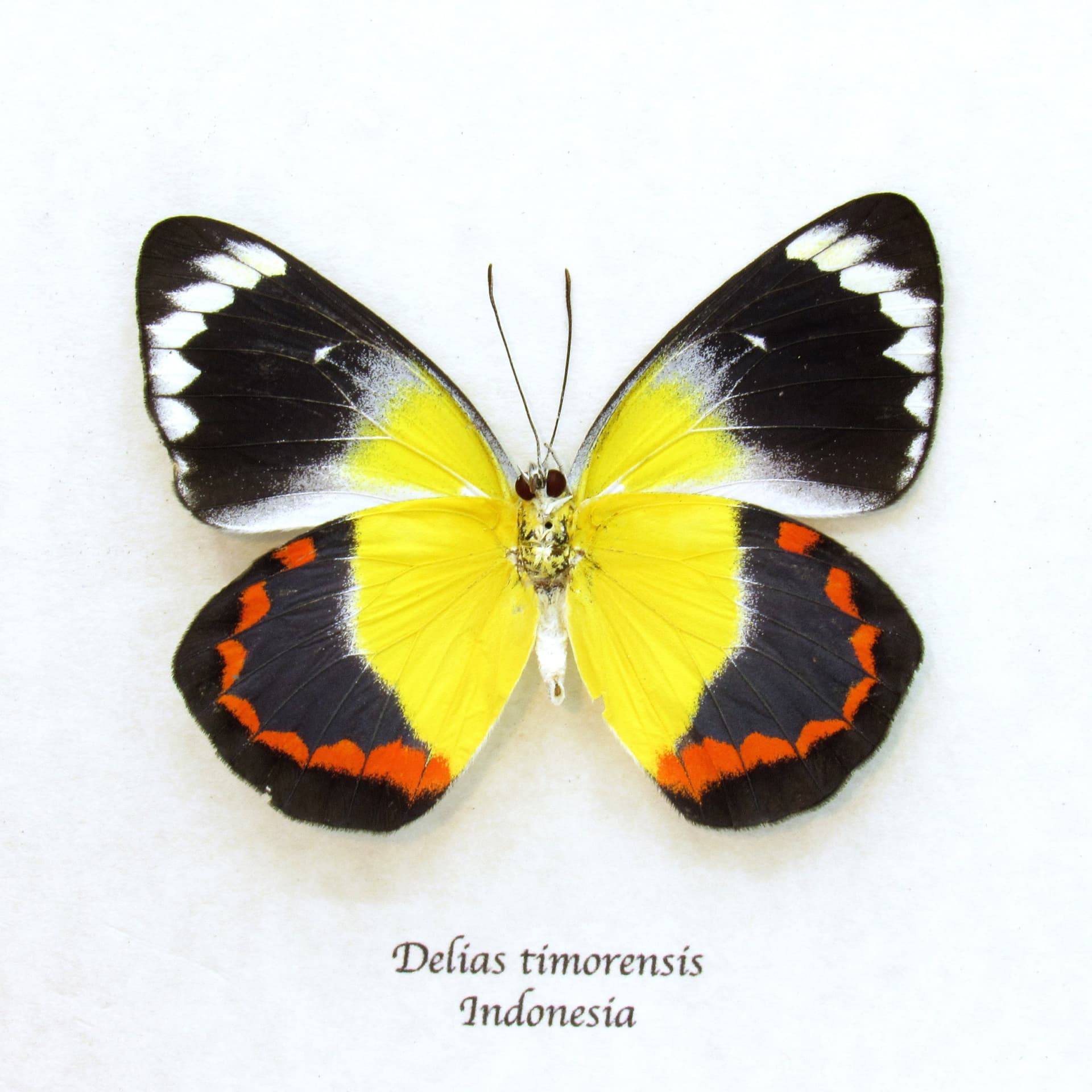 Real yellow Delias butterfly framed taxidermy - Delias timorensis