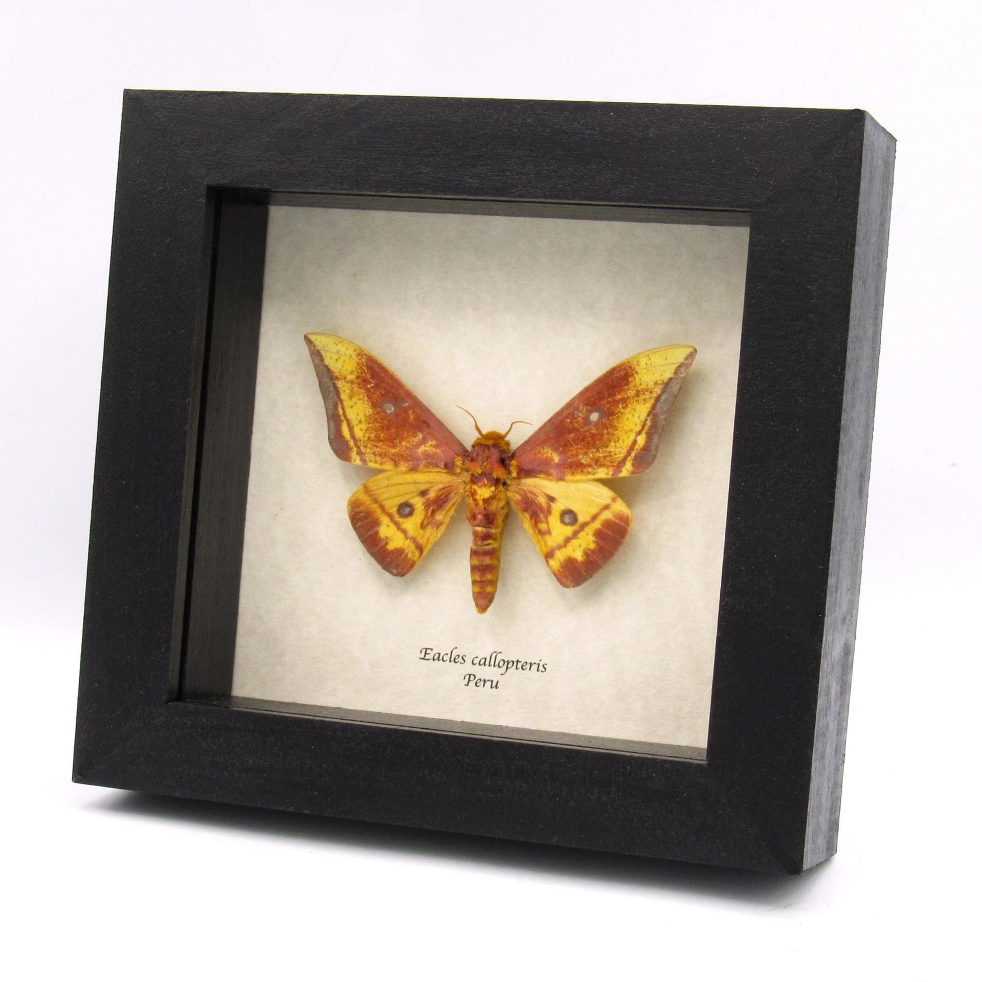 Rare Saturn moth framed taxidermy - Eacles callopteris