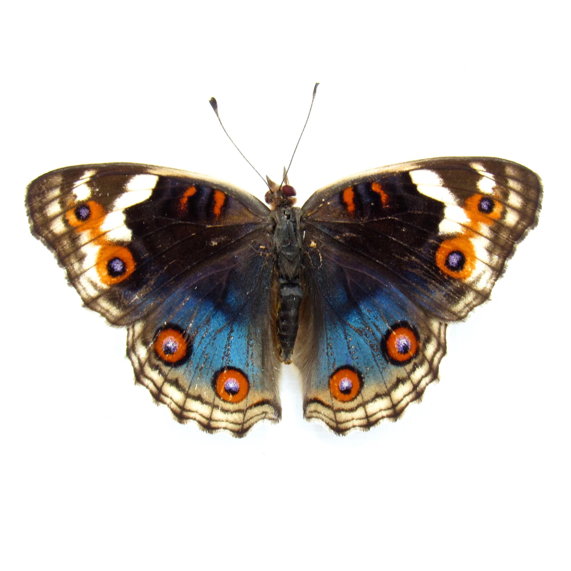 Real Blue Eyed Pansy butterfly framed taxidermy - Junonia orithya - female - Victorian mount