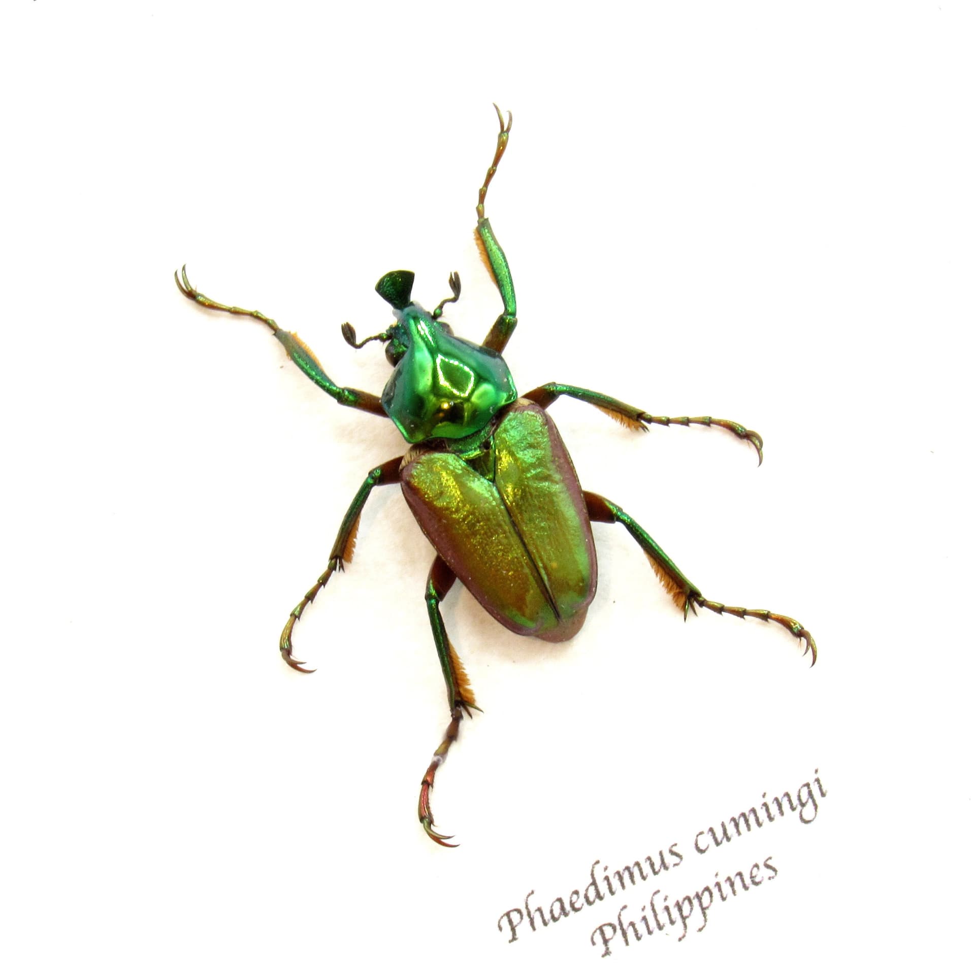 Real metallic green Scarab beetle framed taxidermy - Phaedimus cumingi