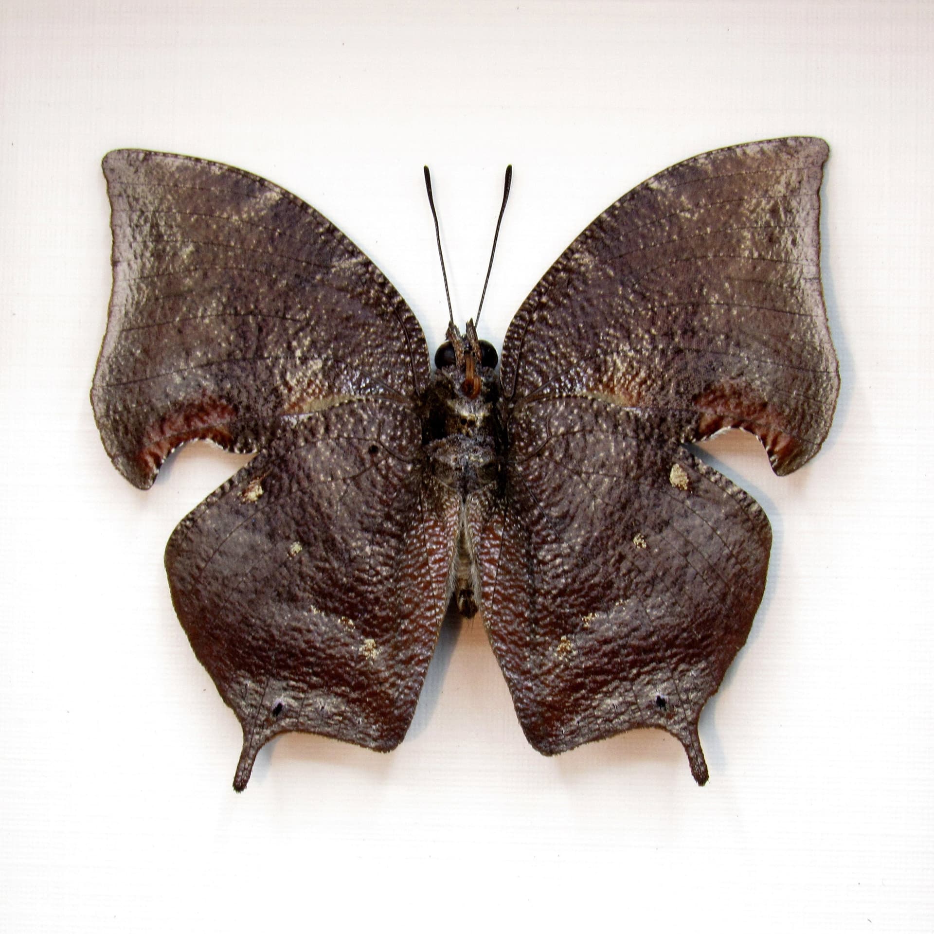 Real bark mimicking butterfly framed taxidermy - Anaea morvus morpheus