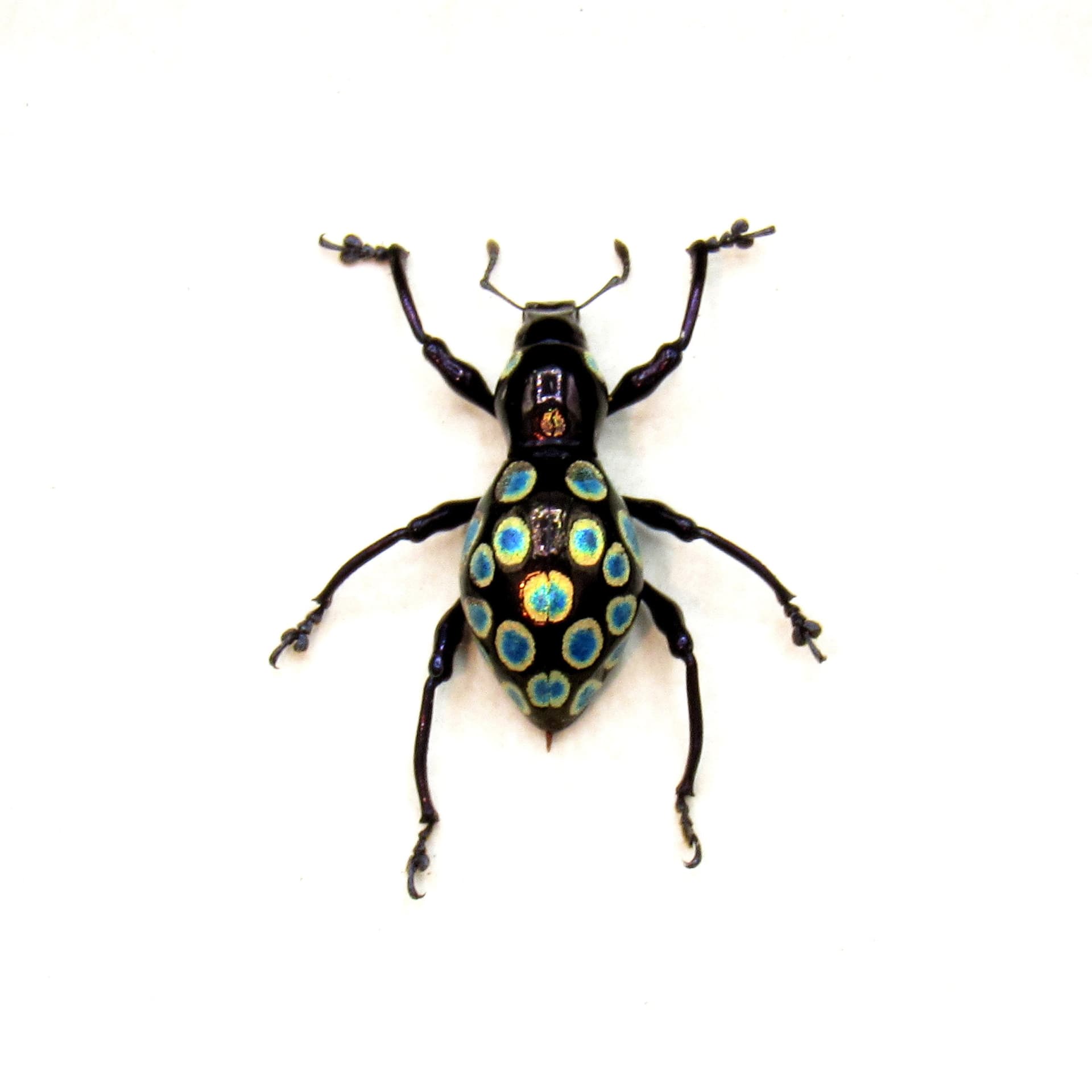WEEVIL MANIA - Real blue and gold beetle framed taxidermy - Pachyrhynchus congestus