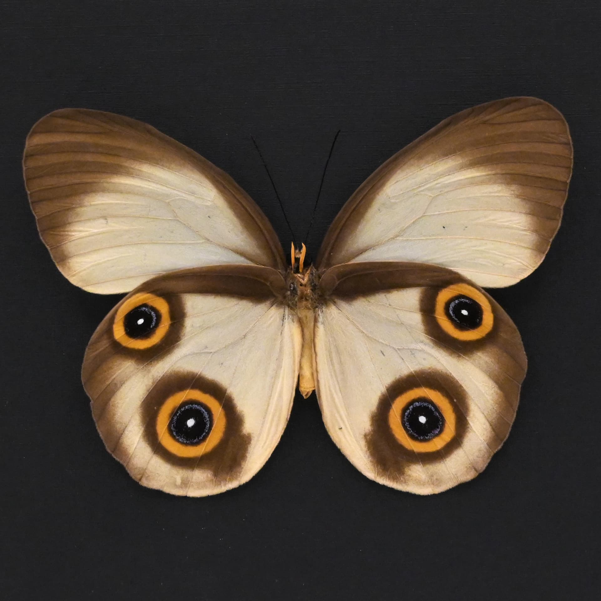 Rare Owl butterfly framed taxidermy - Taenaris selene - large female