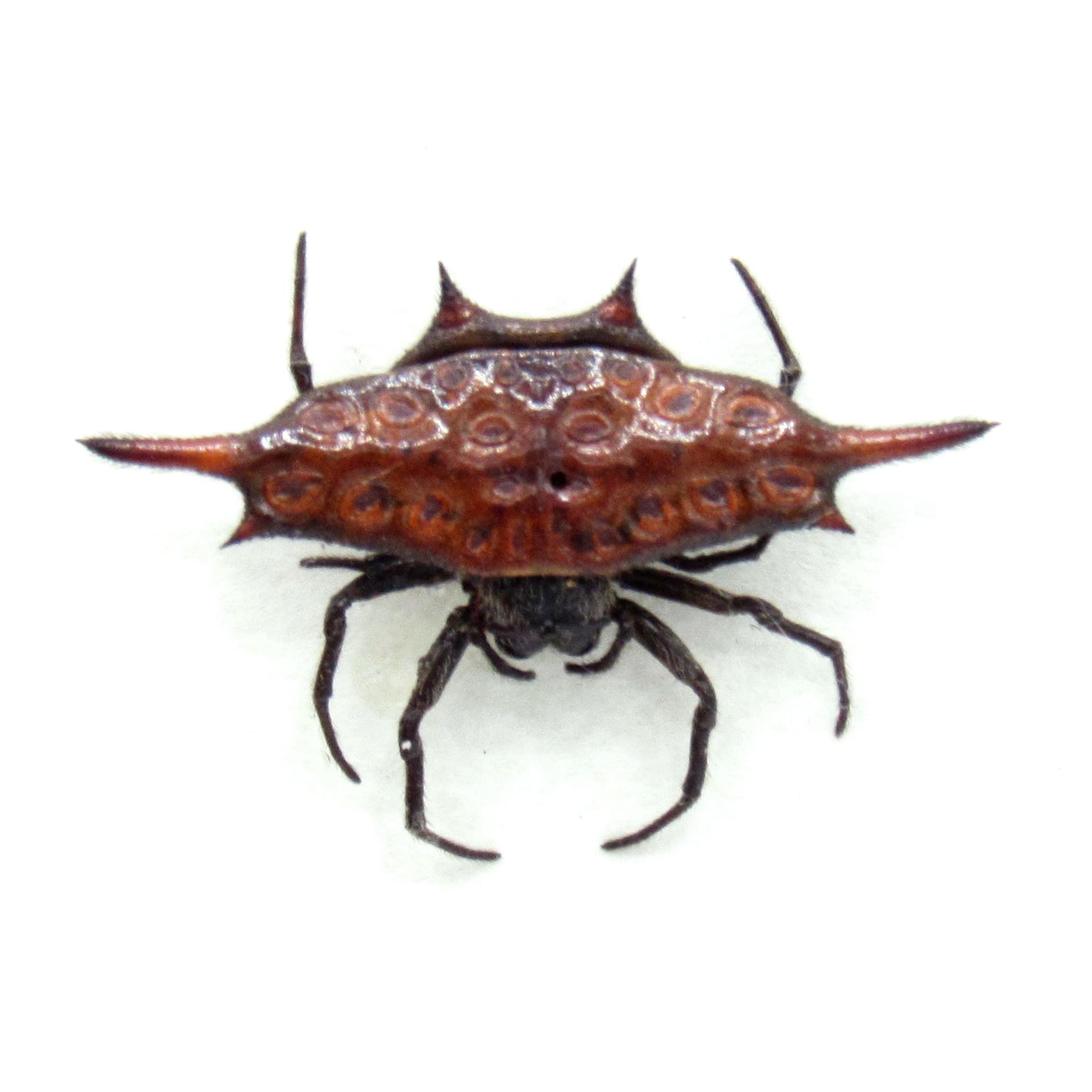 Real Spiny Orb Weaver spider framed taxidermy - Gasteracantha versicolor