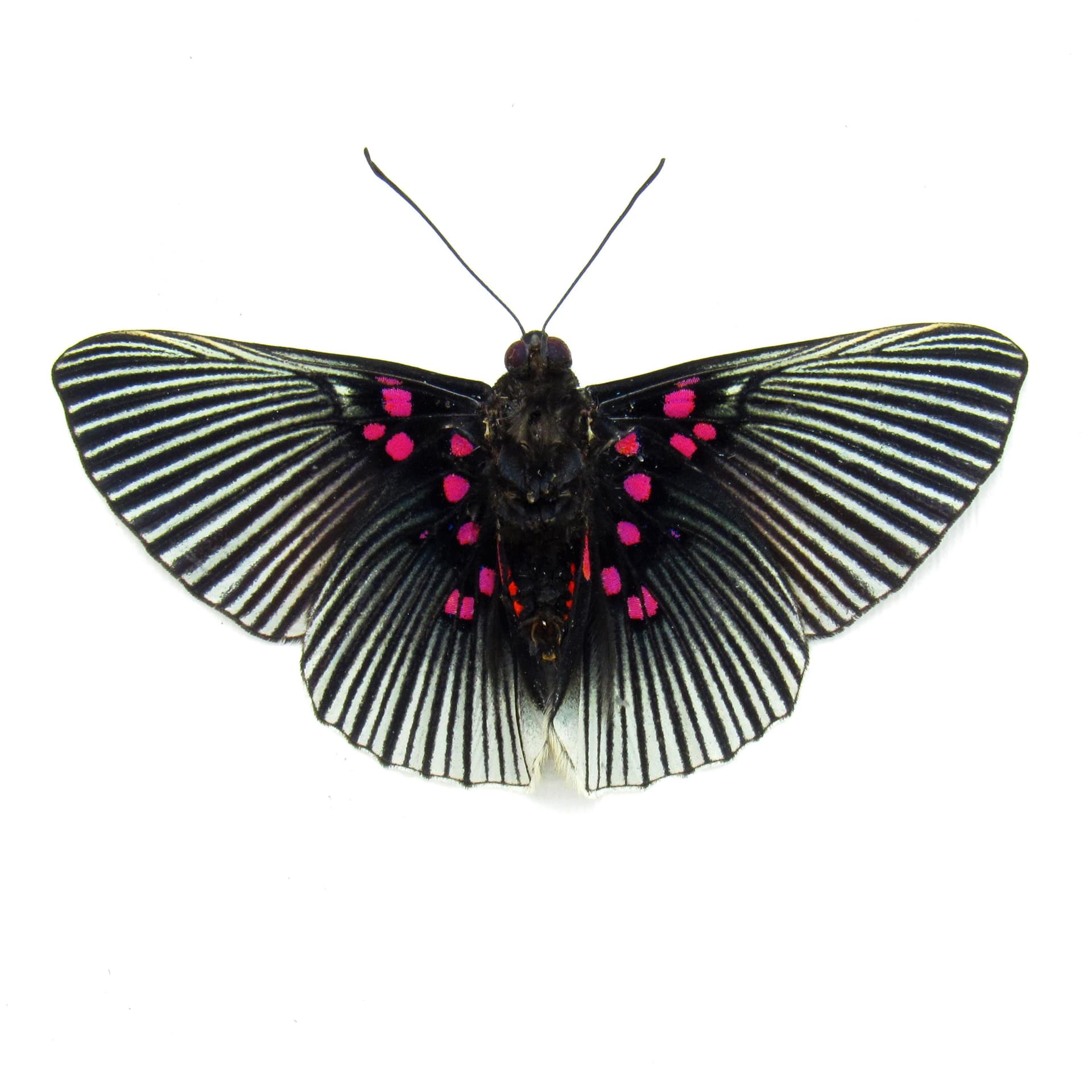 Real pink butterfly framed taxidermy - Lyropteryx apollonia - Victorian mount