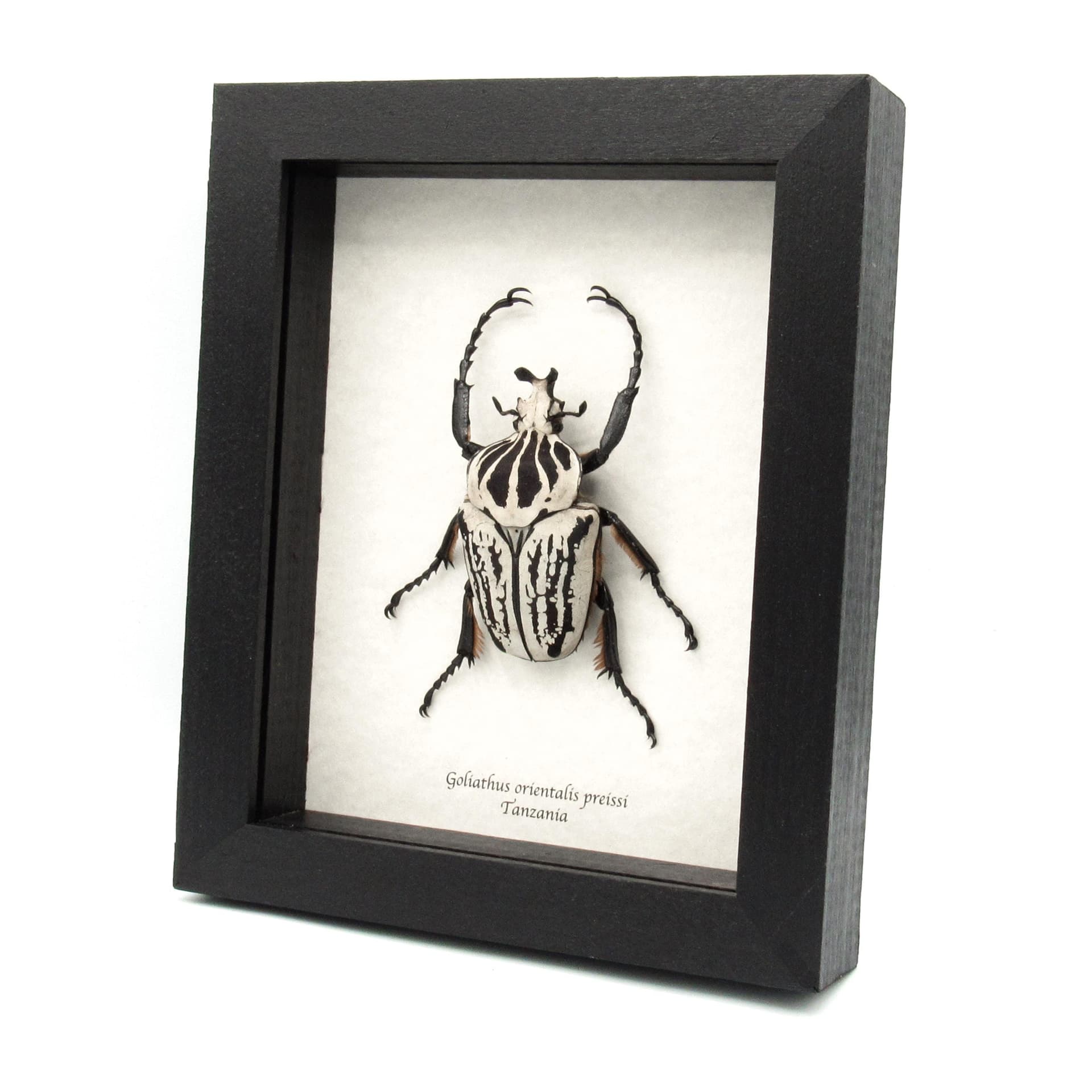 Real giant Flower beetle framed taxidermy - Goliathus orientalis preissi (usambarensis)