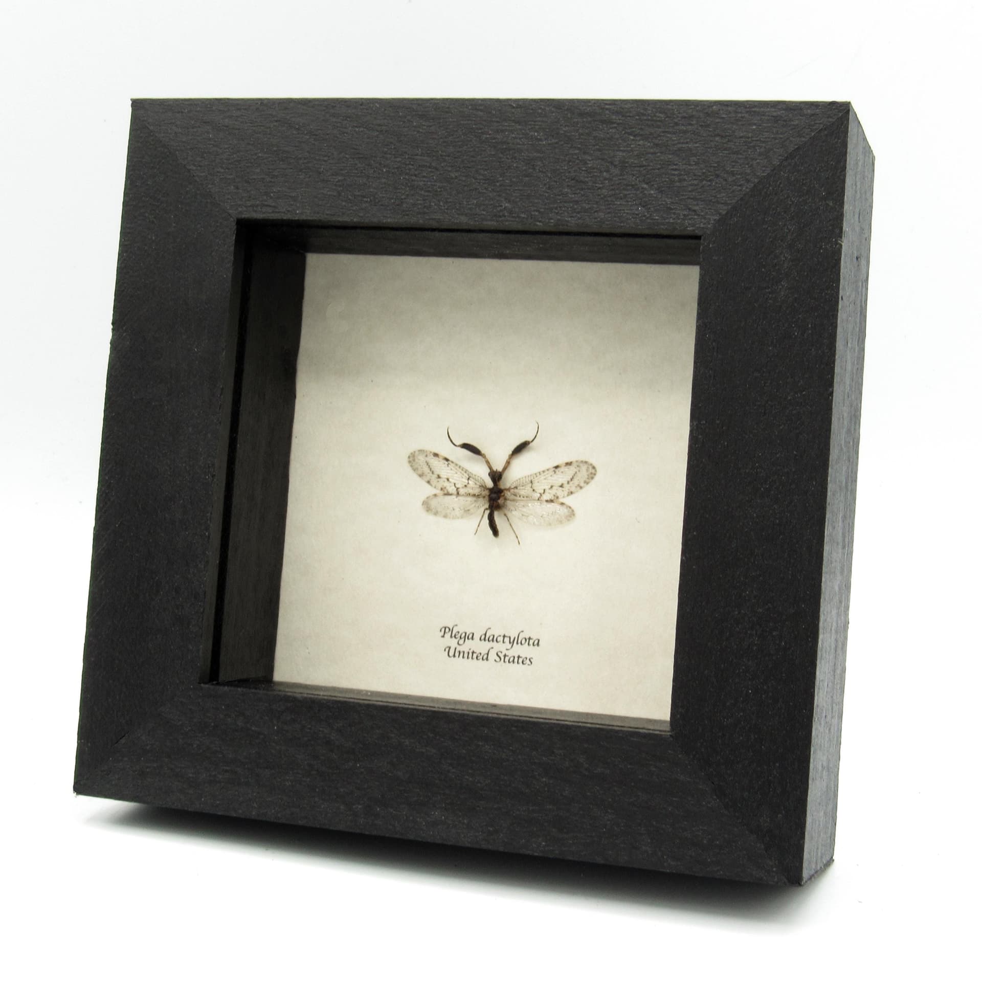 Real tiny Mantidfly framed specimen - Plega dactylota