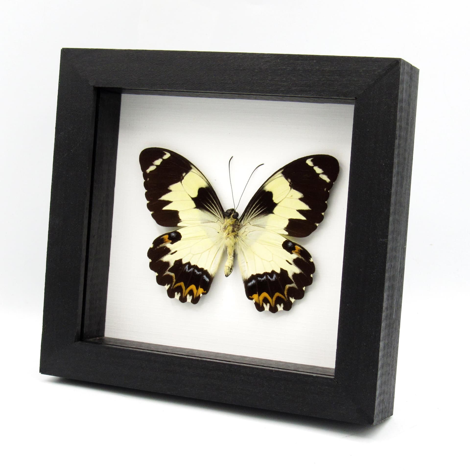 Real butterfly framed taxidermy - Papilio euchenor - XL