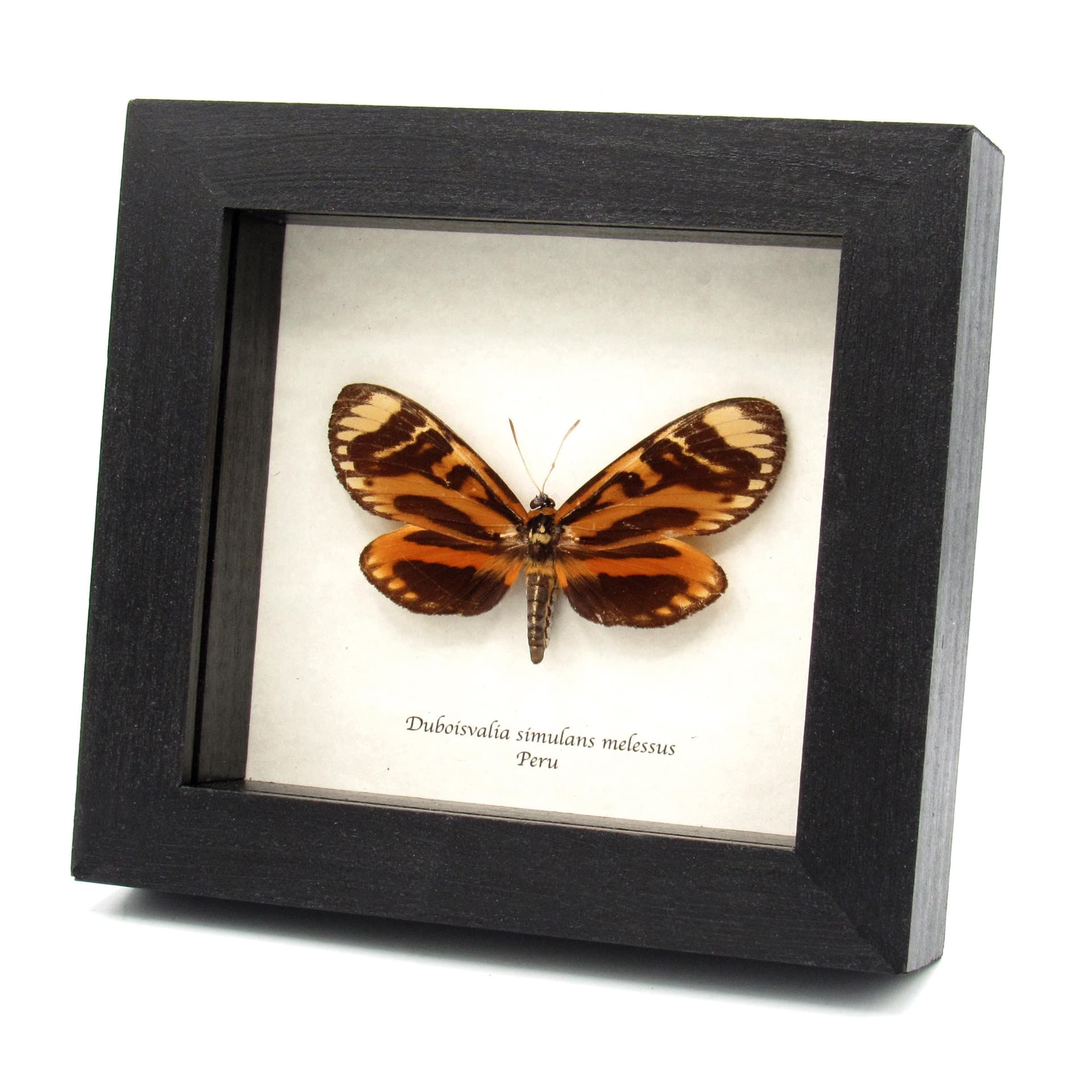 Rare orange Castnia moth framed taxidermy - Duboisvalia simulans melessus - female