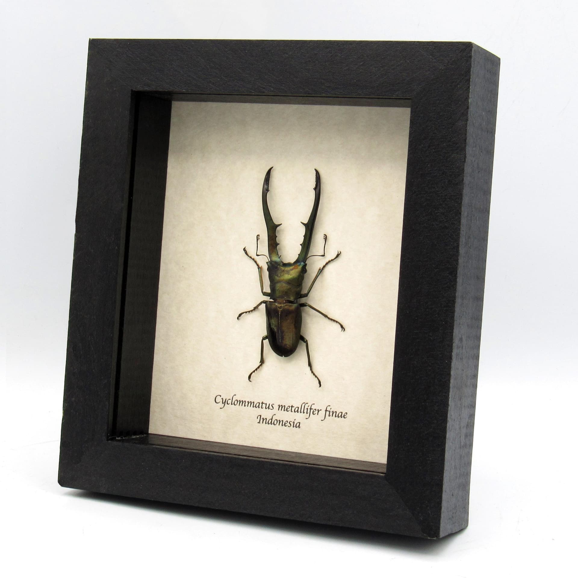 Real large Stag beetle framed taxidermy - Cyclommatus metallifer finae