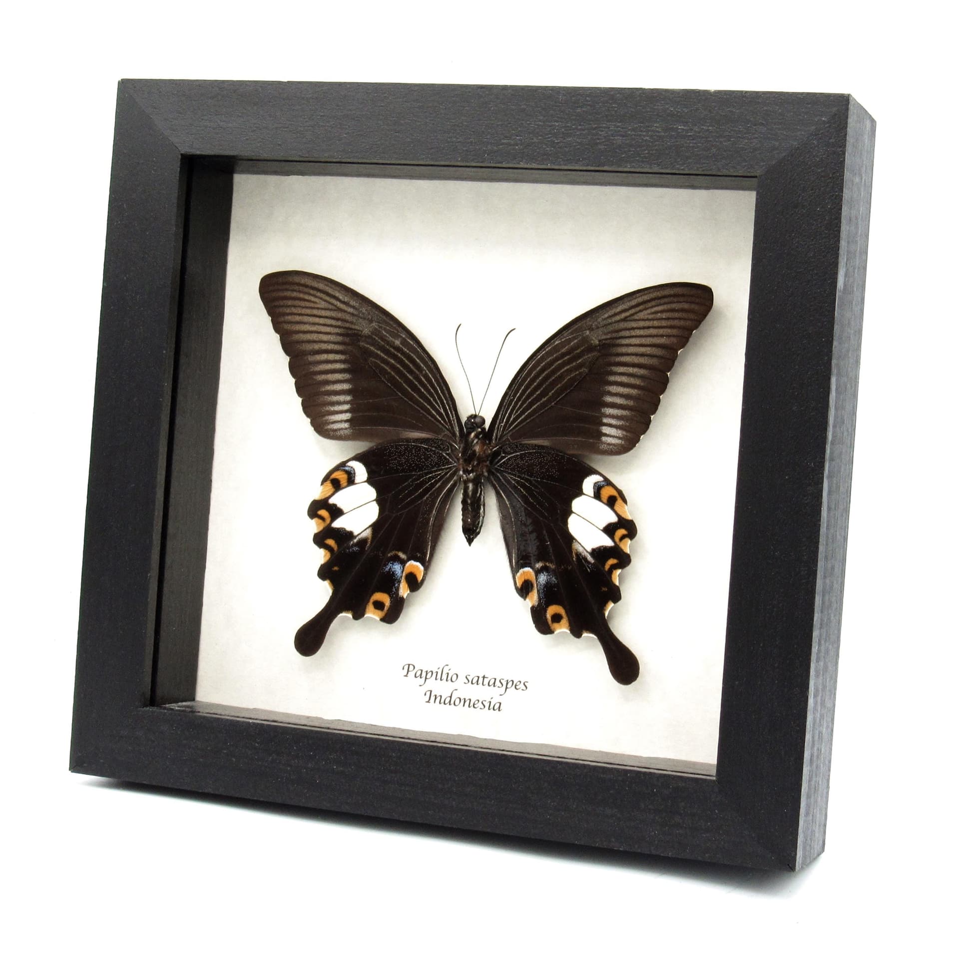 Real large black Swallowtail butterfly framed taxidermy - Papilio sataspes - large female