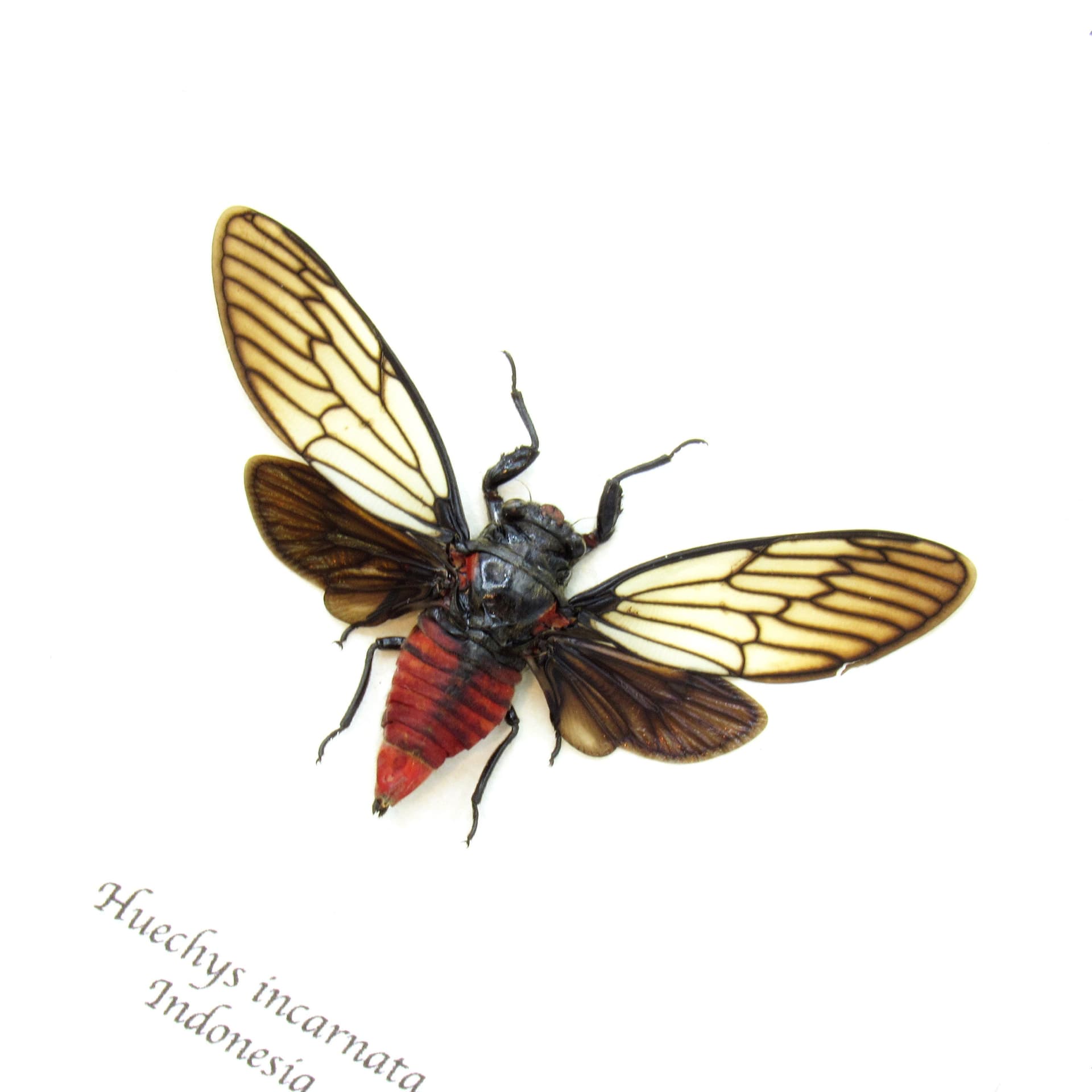 Real Red Devil Cicada framed taxidermy - Huechys incarnata