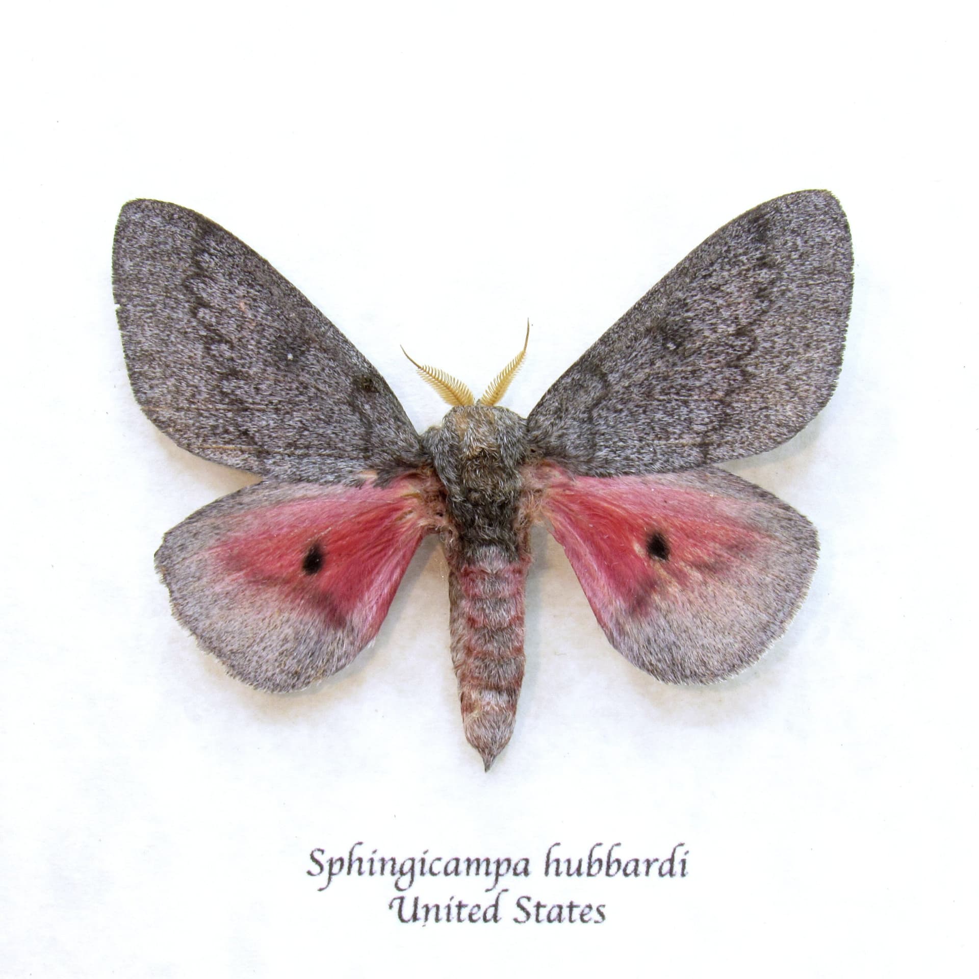 Real pink Saturn moth framed taxidermy - Sphingicampa hubbardi