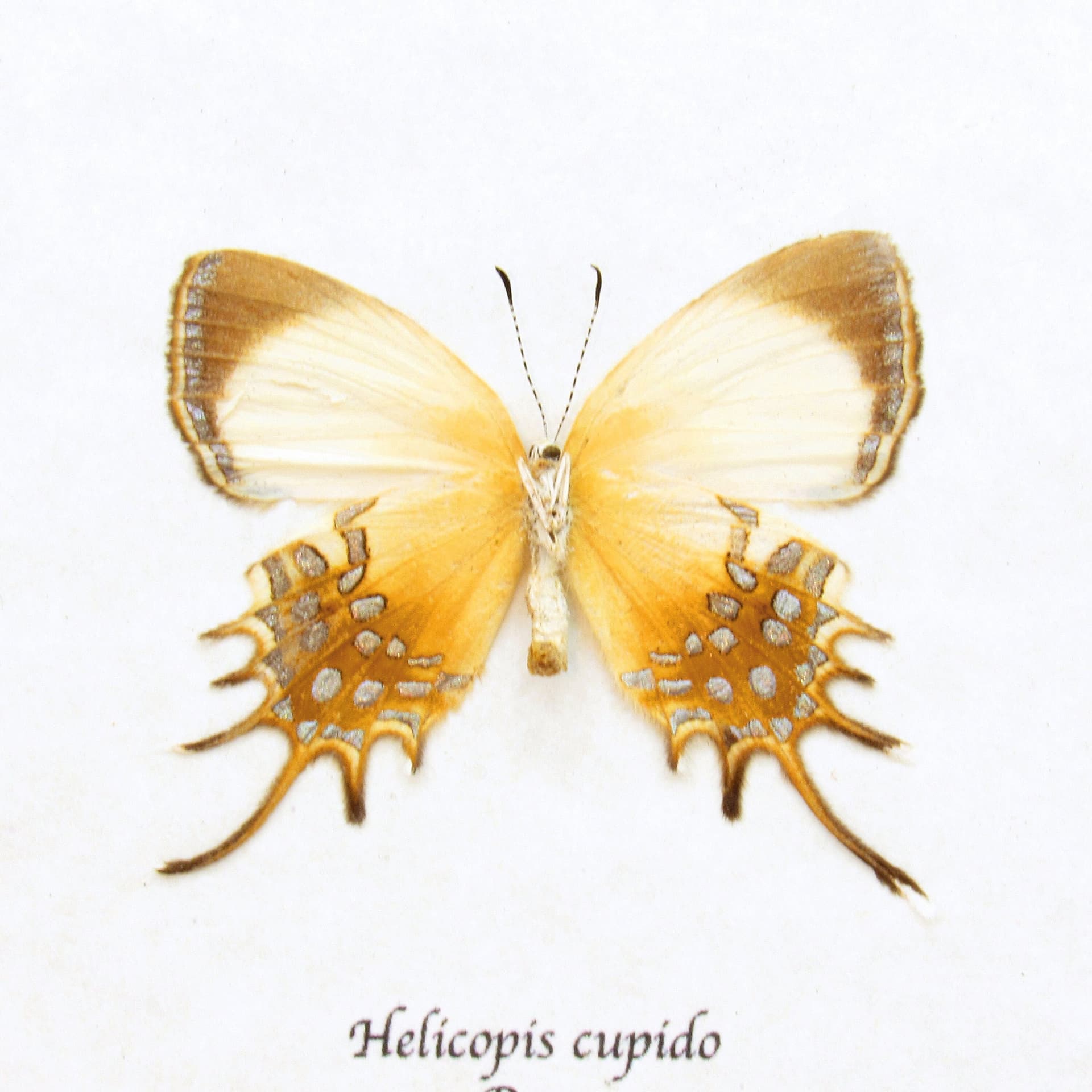 Real metallic gold butterfly framed taxidermy - Helicopis cupido - female