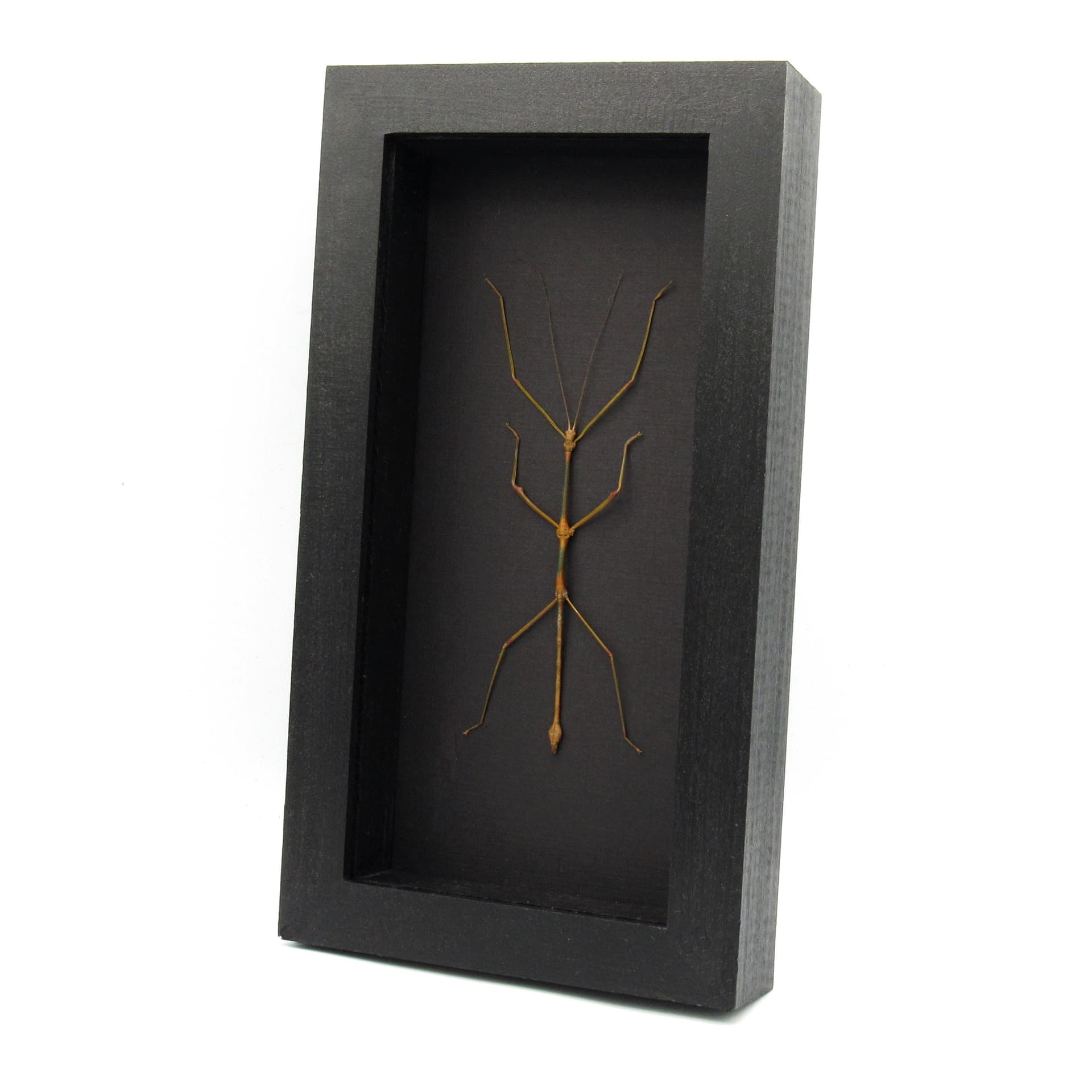 Real large stick bug framed taxidermy - Lonchodes modestus