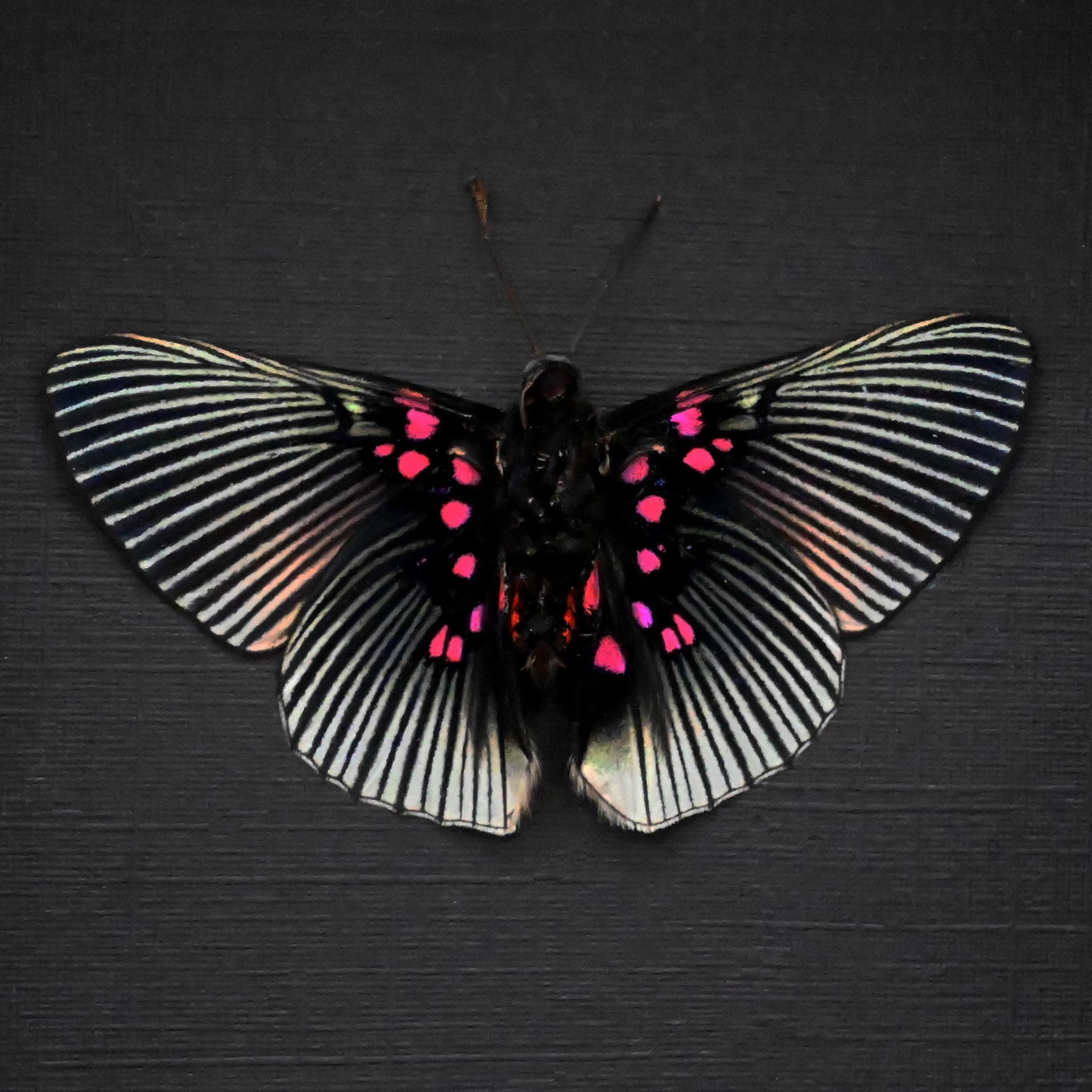 Real pink butterfly framed taxidermy - Lyropteryx apollonia - Victorian mount