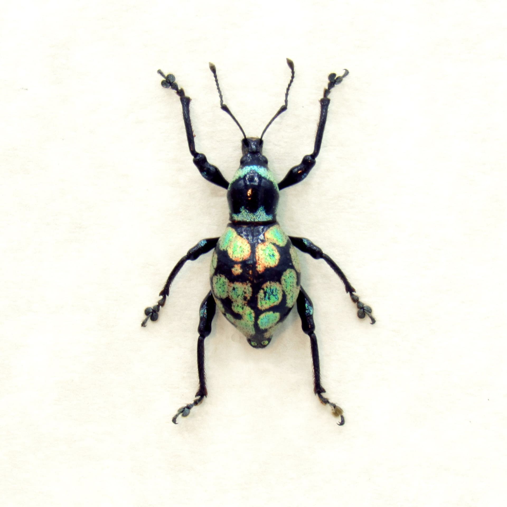 WEEVIL MANIA - Real green metallic beetle framed taxidermy - Metapocyrtus species