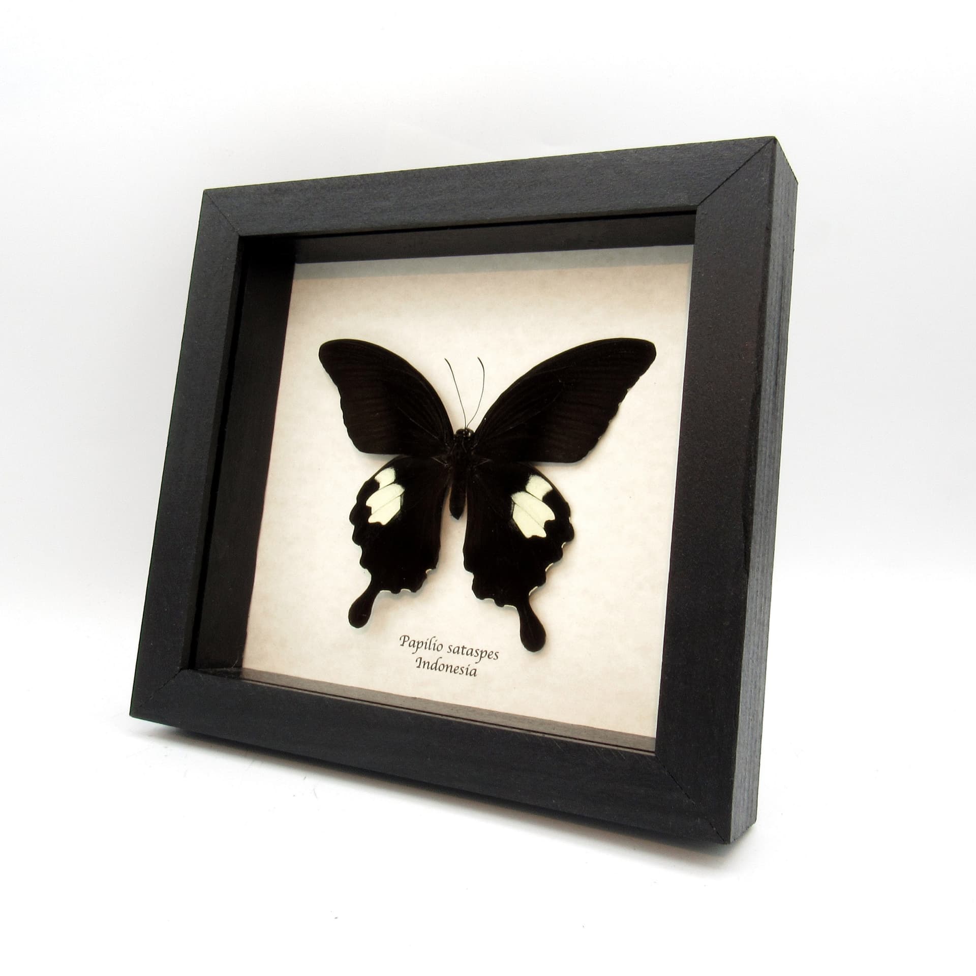 Real large black Swallowtail butterfly framed taxidermy - Papilio sataspes