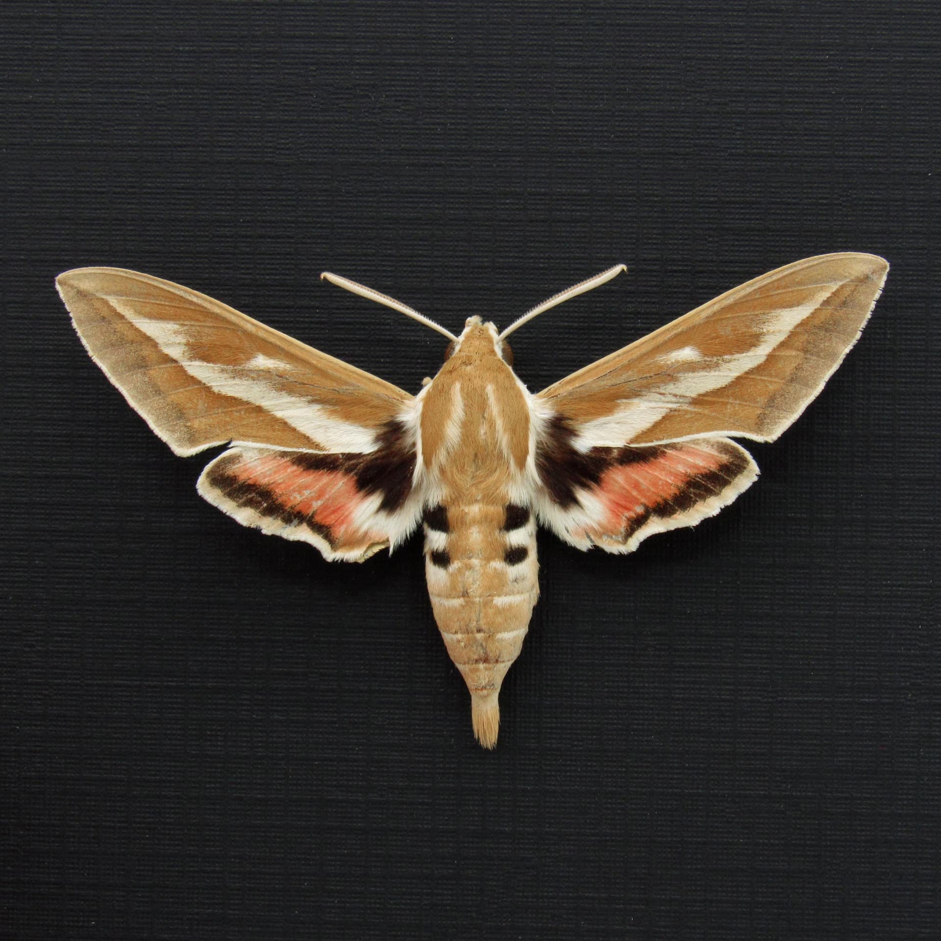 Real Bean-Caper Hawkmoth framed taxidermy - Hyles zygophylli